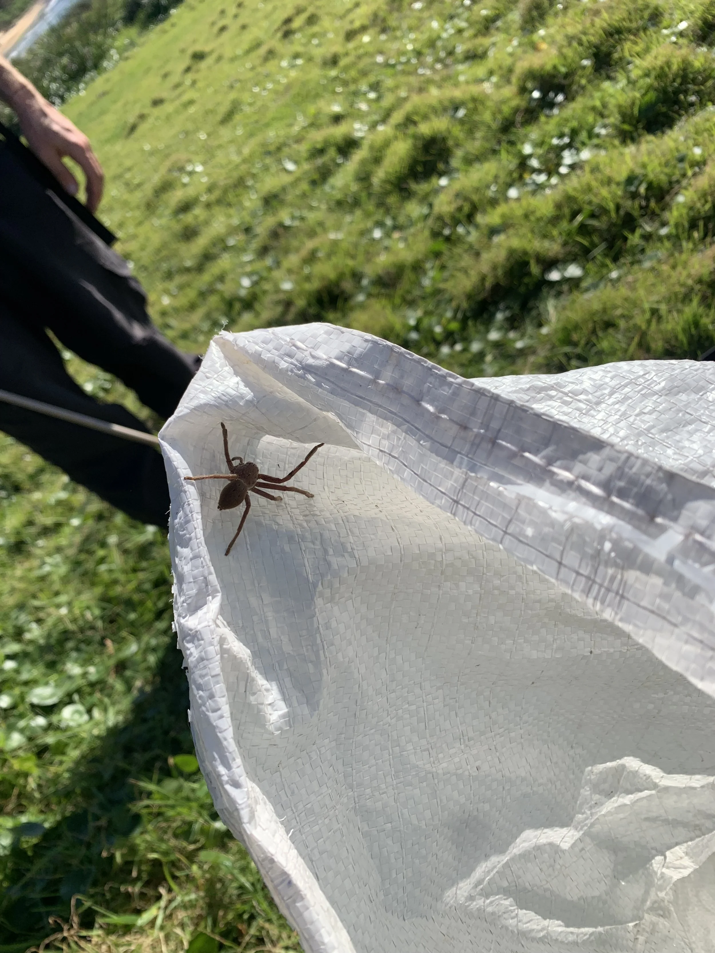 Grey-Huntsman-Isopeda-villosa-on-weed-bag.jpg