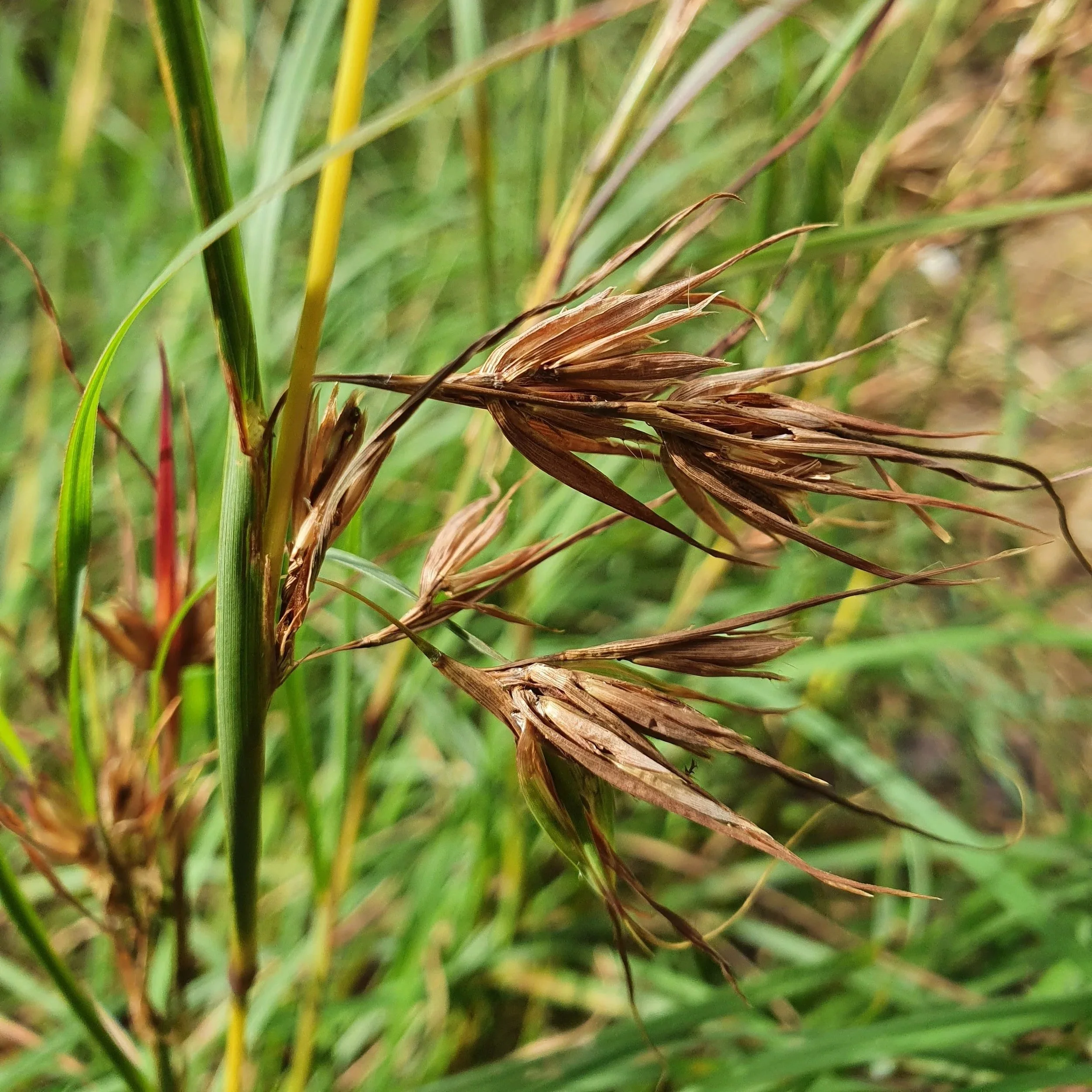 Kangaroo Grass with seeds