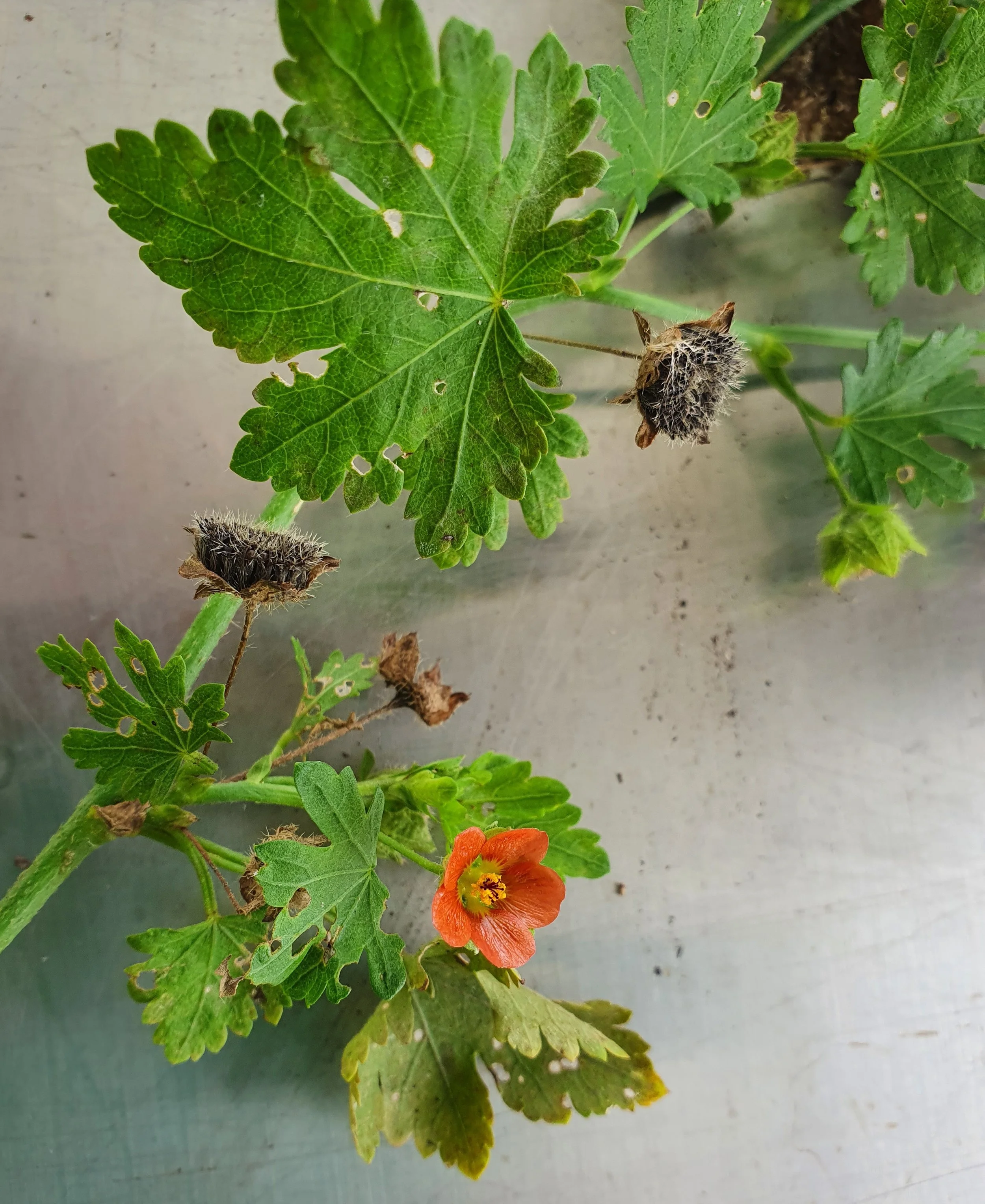 Redflower-Mallow