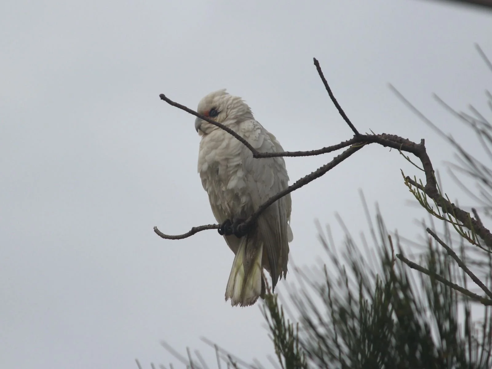 Little Corella