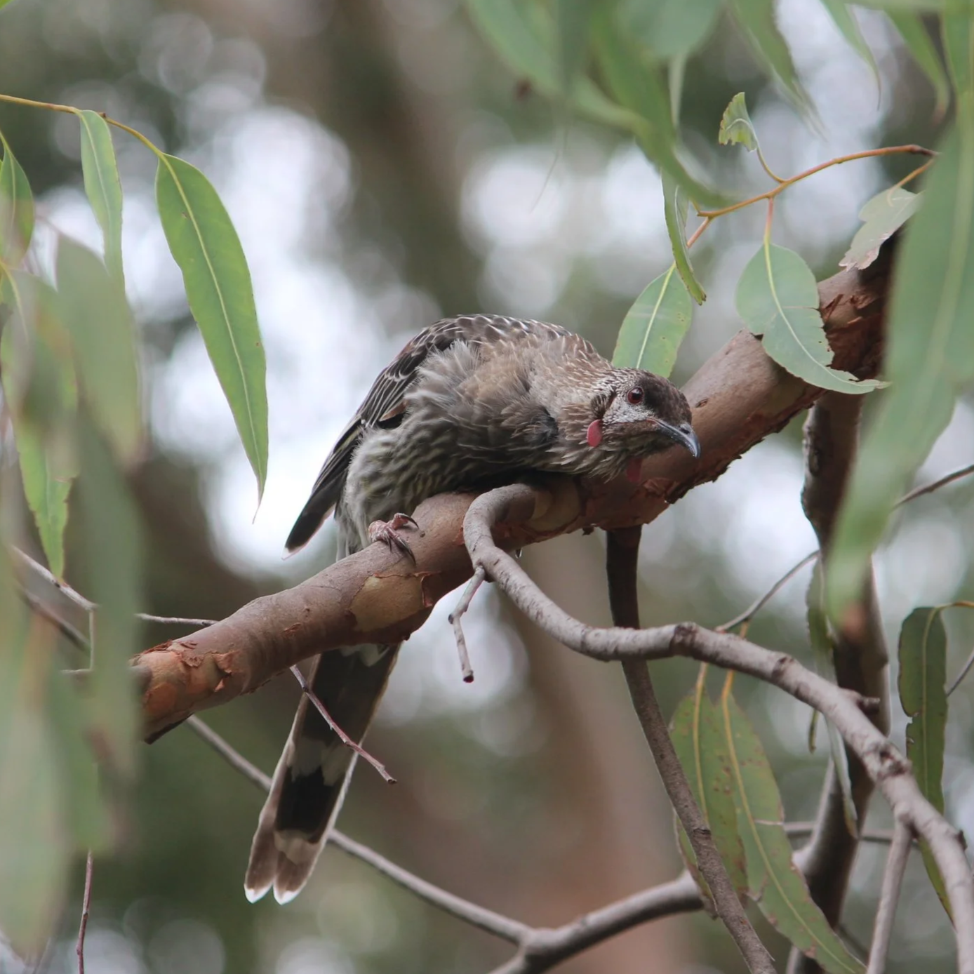 Red Wattlebird