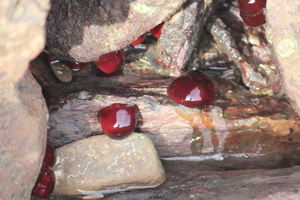 Cluster of Waratah Anemones on rocks with tentacles withdrawn