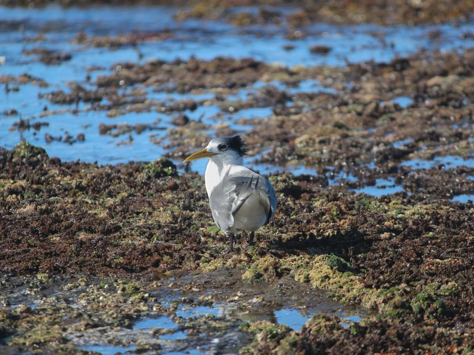 Great Crested Tern