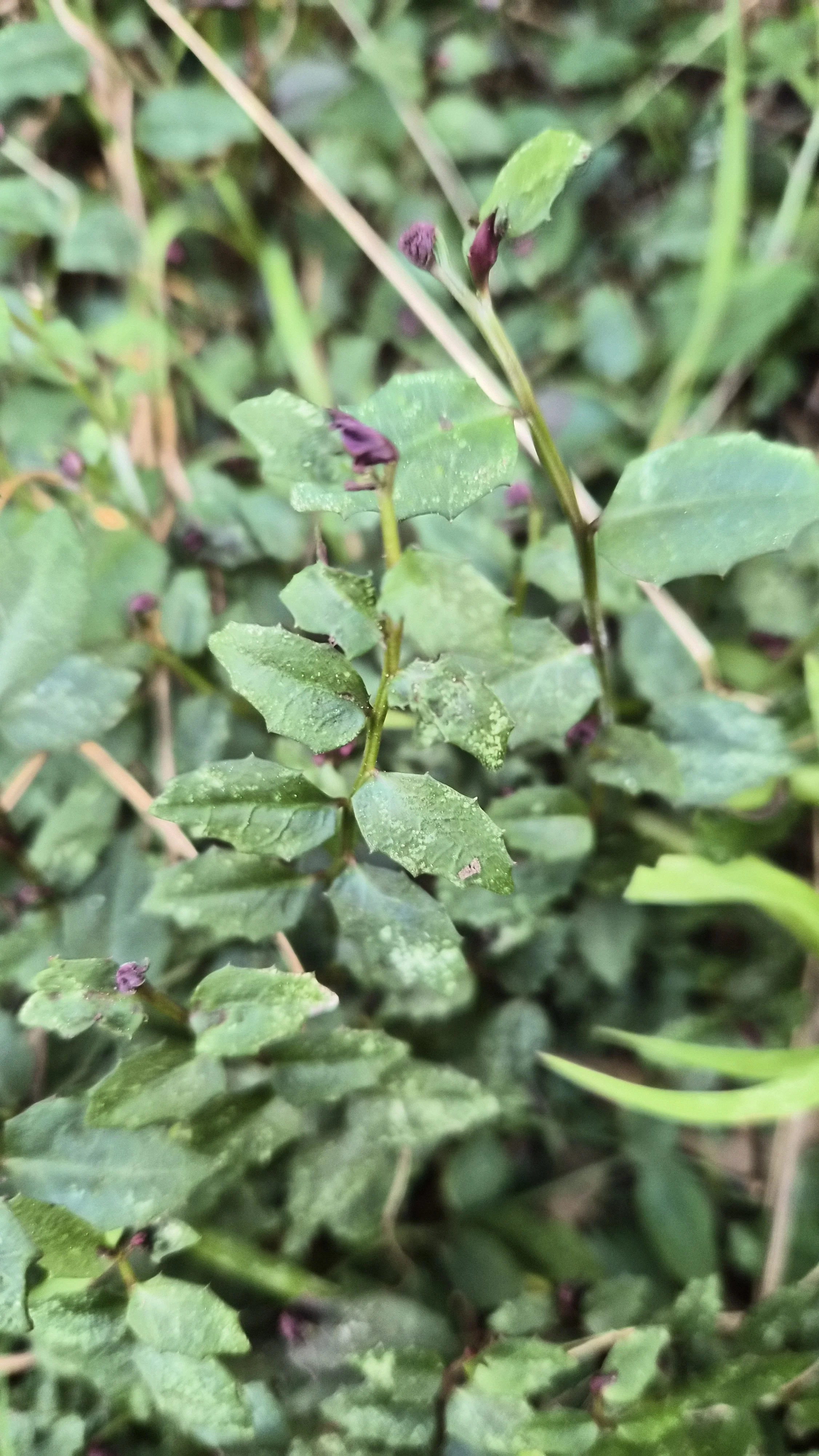 Purple Prata leaves with dark purple flowers
