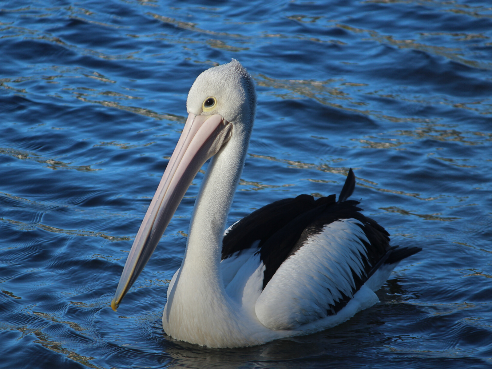 Australian Pelican