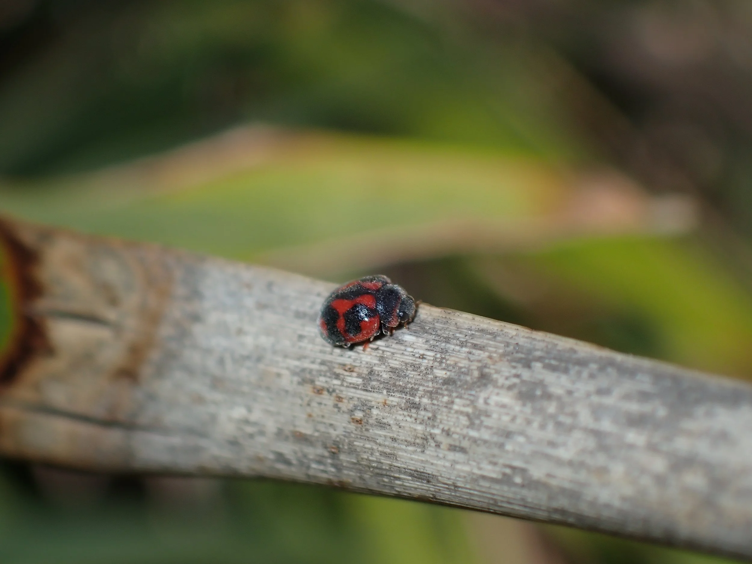Vedalia-Beetle-Novius-cardinalis.jpg