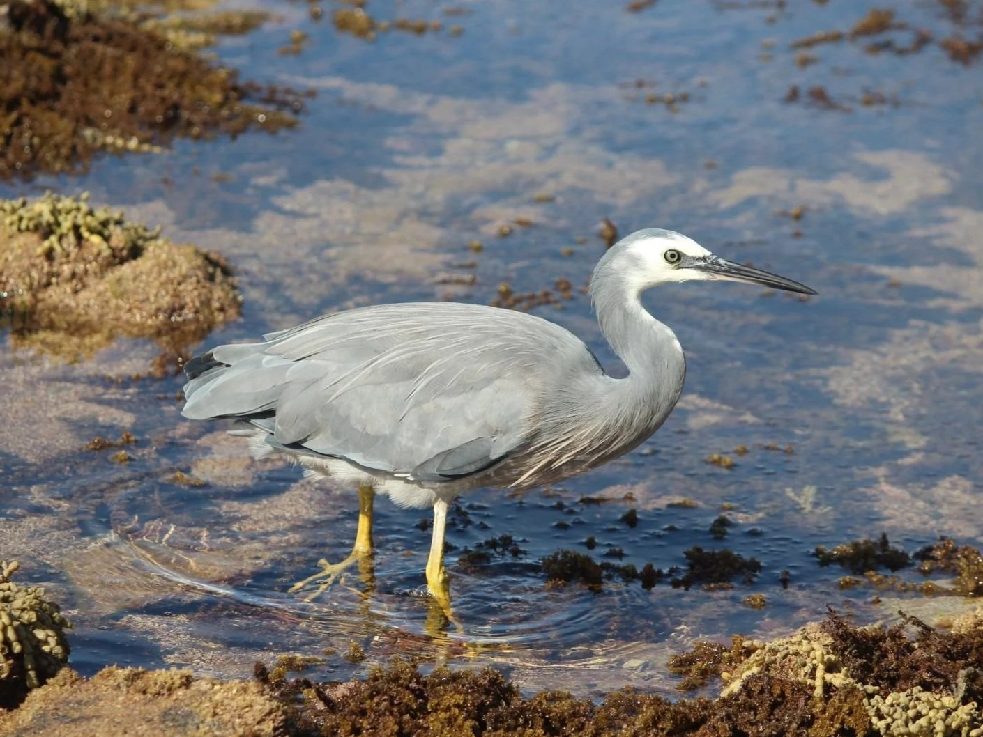 White-Faced Heron