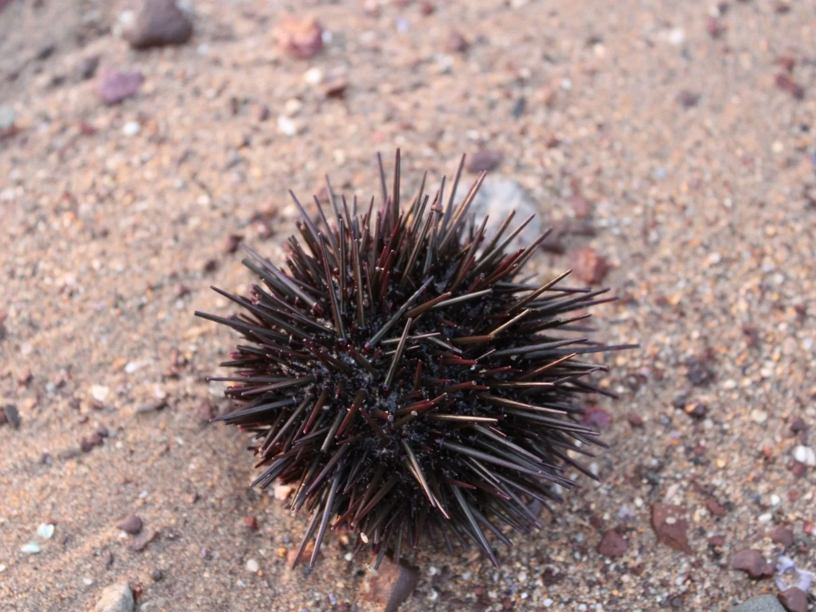 Western Pacific Purple Sea Urchin