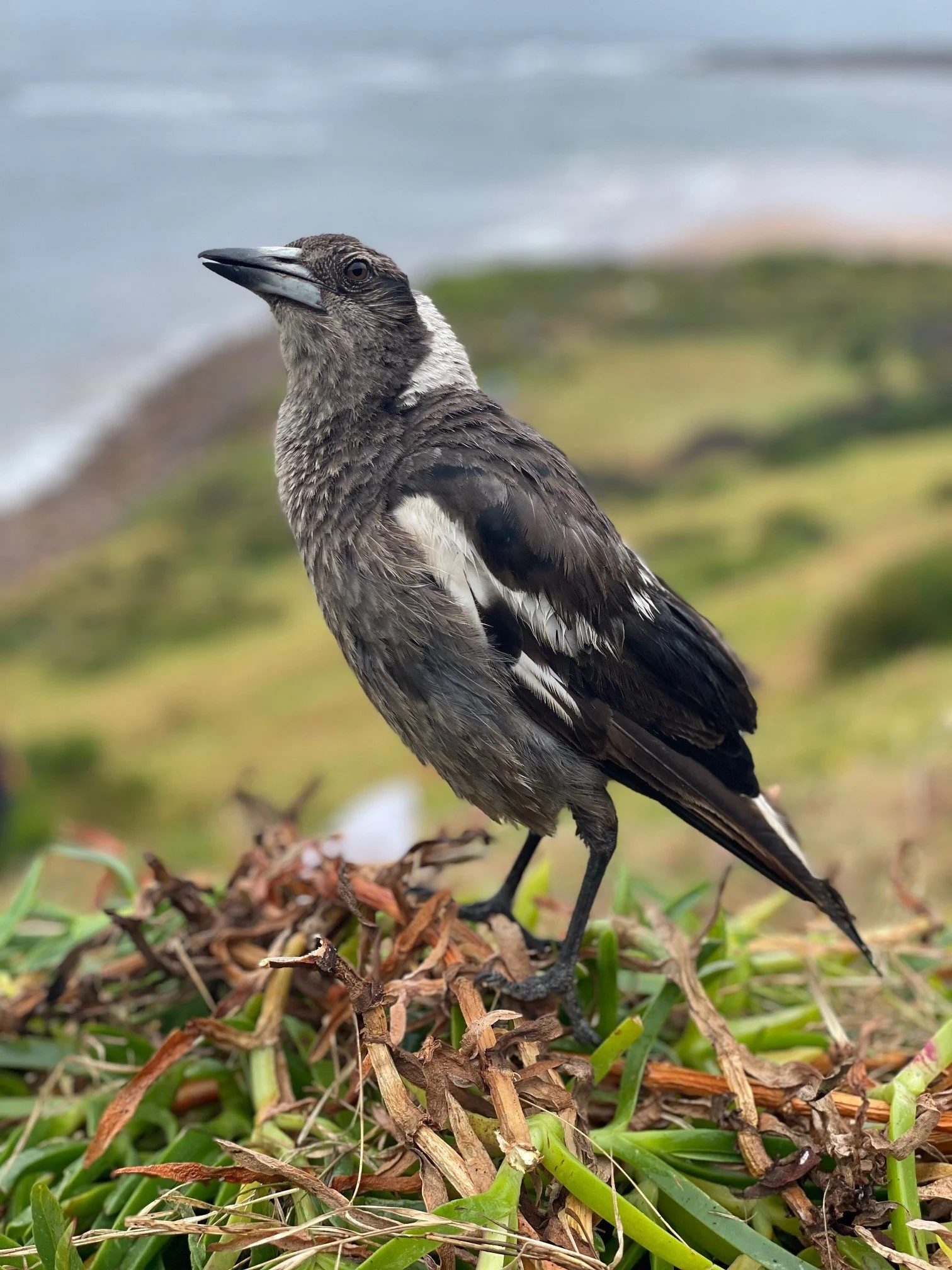Australian Magpie
