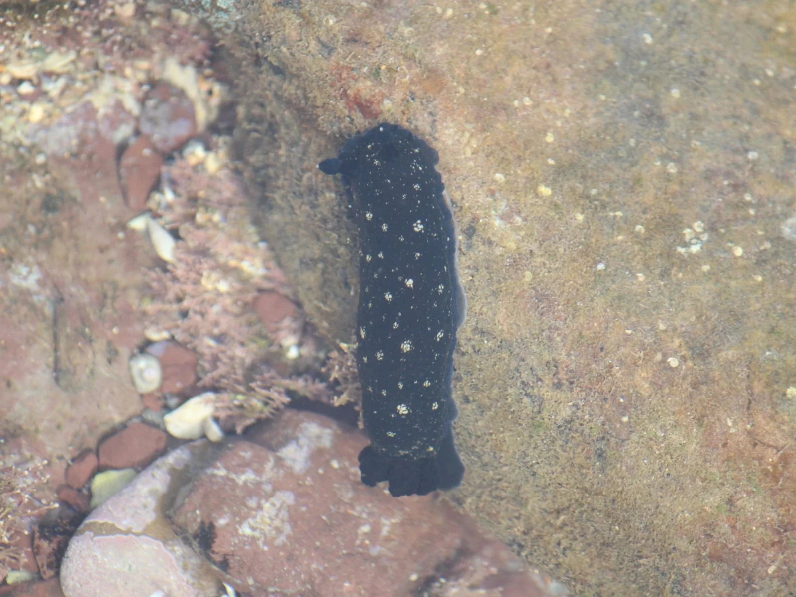 Nudibranches