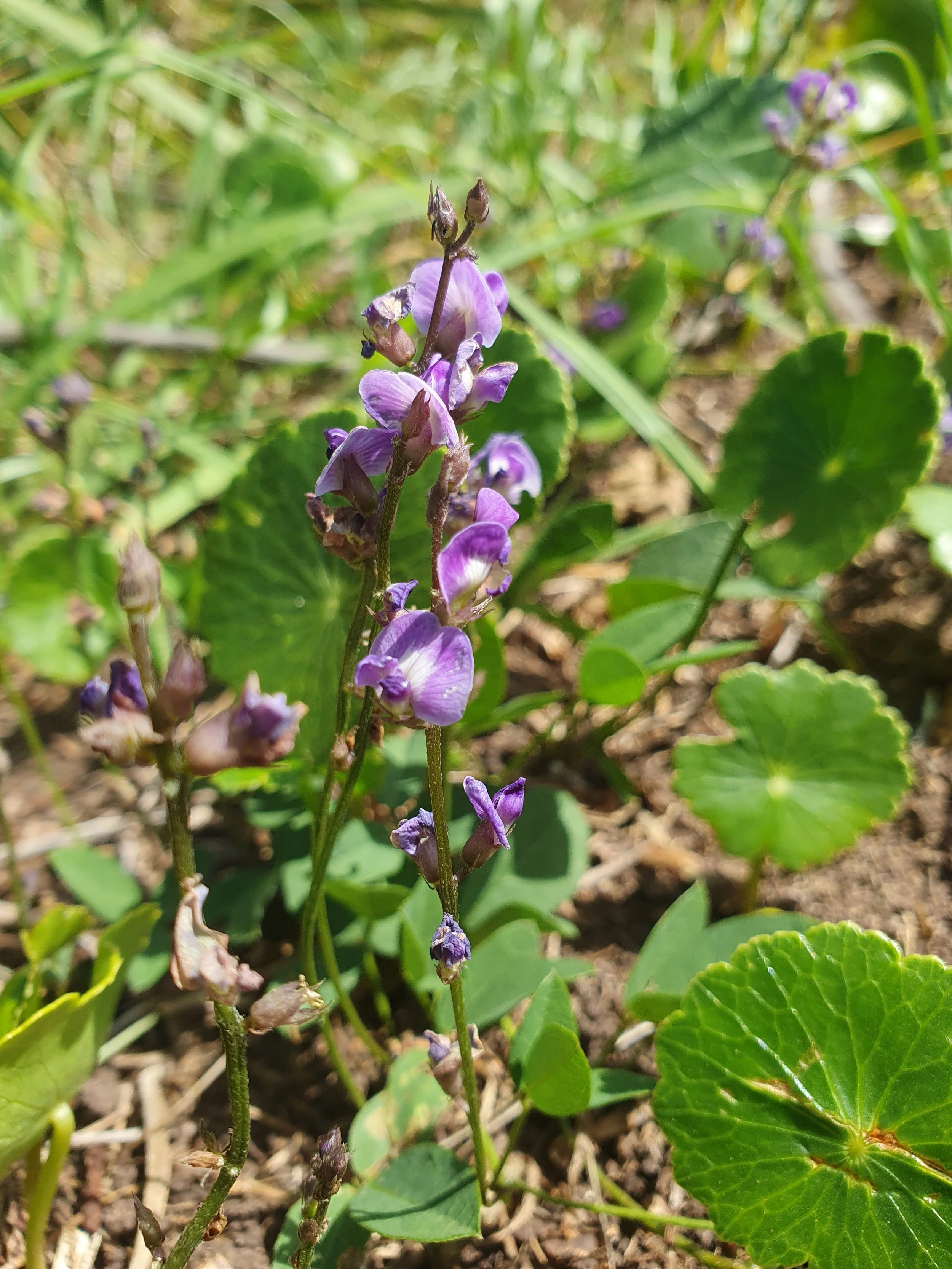 Twining Glycine or Love Creeper with purple flowers