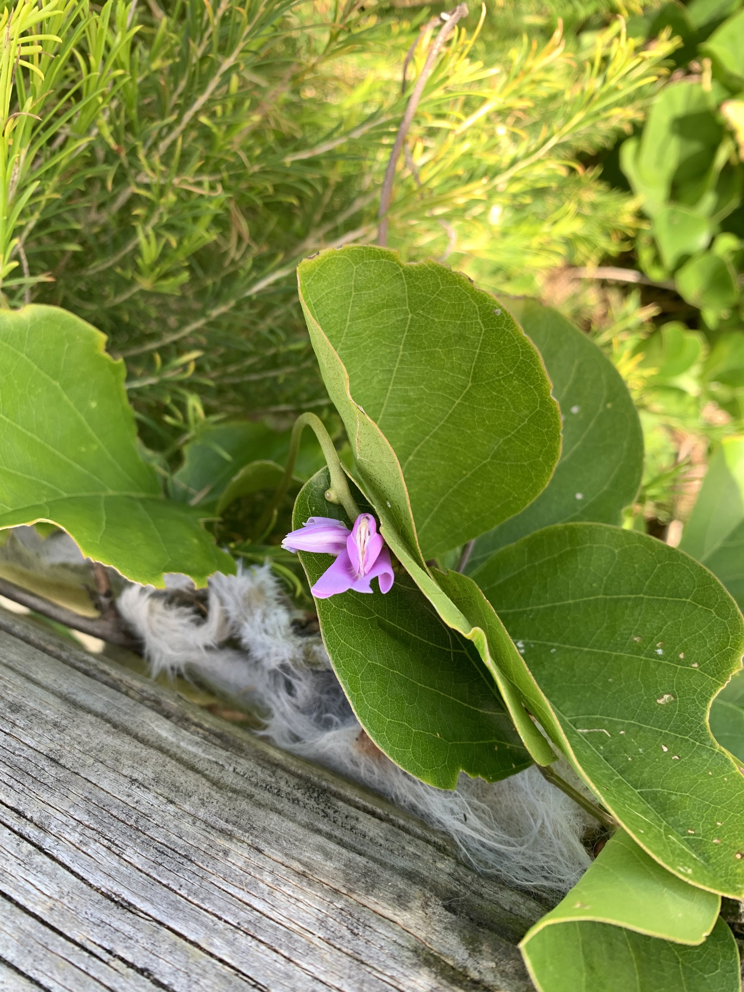 Flowering-Canavalia.jpg