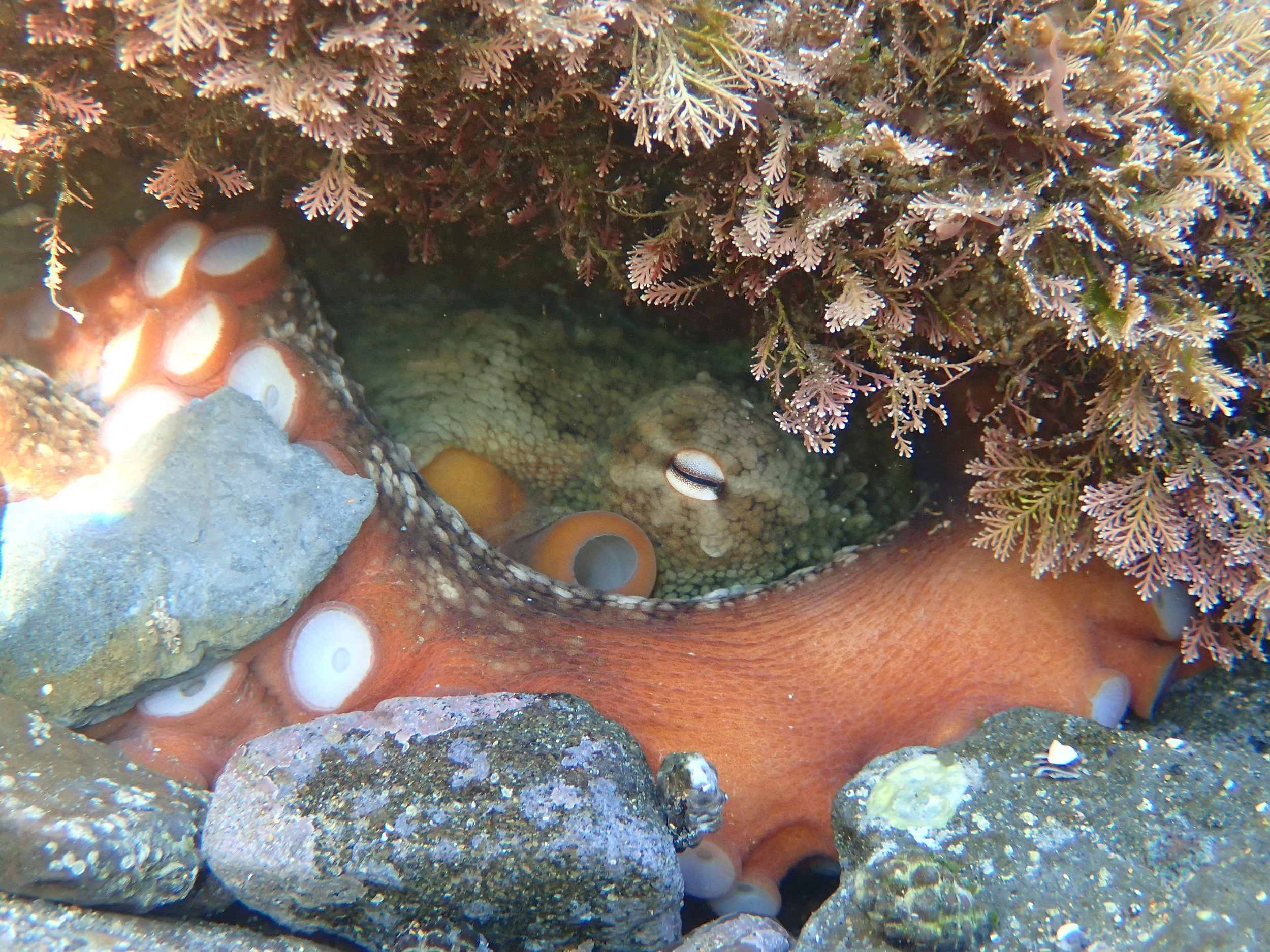 Common Sydney Octopus hiding under rock crevice