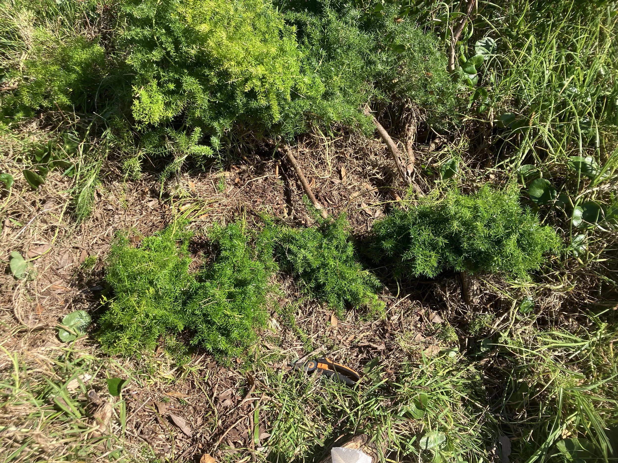 Julies-Four-Asparagus-ponytails-set-and-sprayed-with-glyphosate-during-July.jpeg