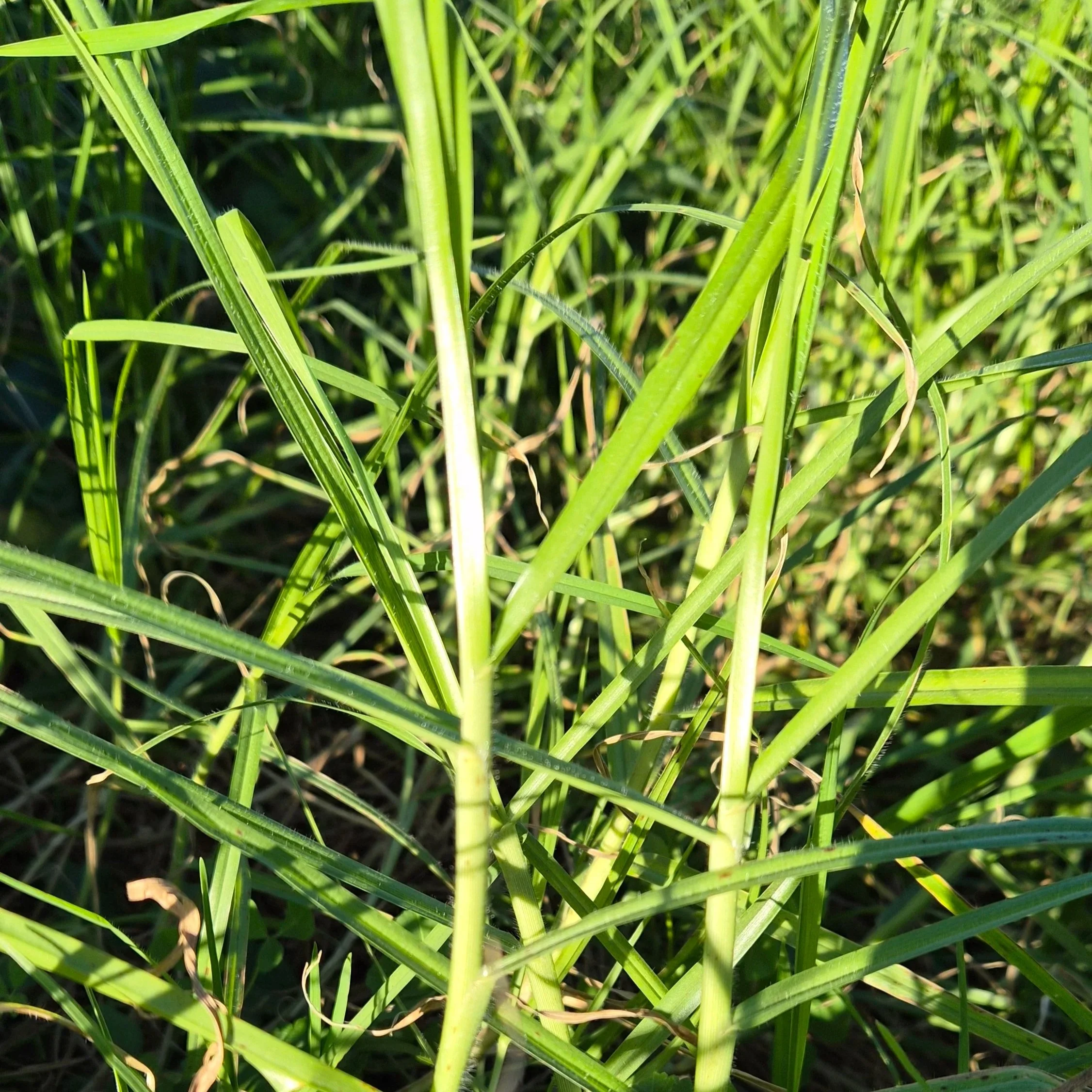 Kikuyu-Grass