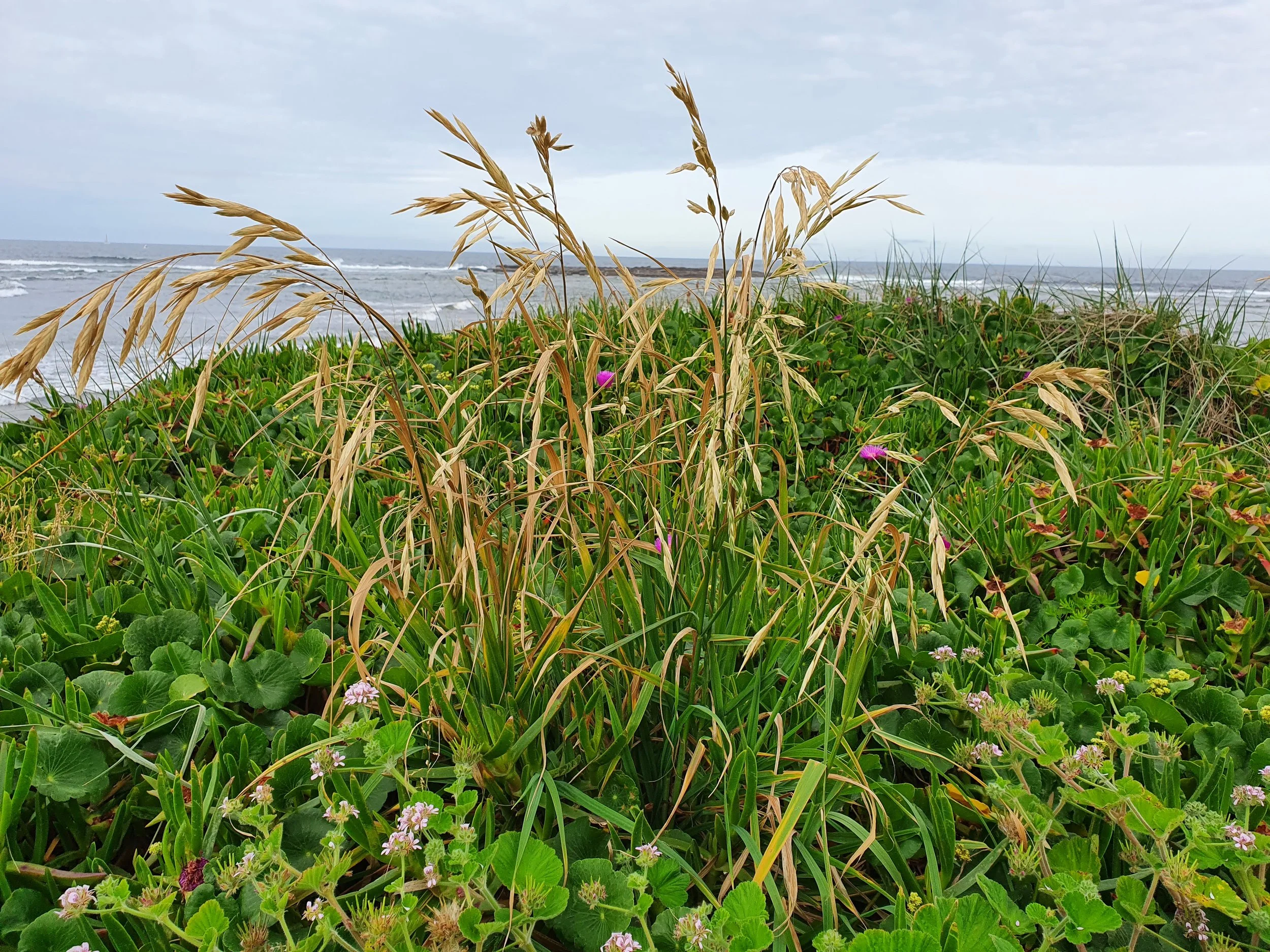 Bromus Grass