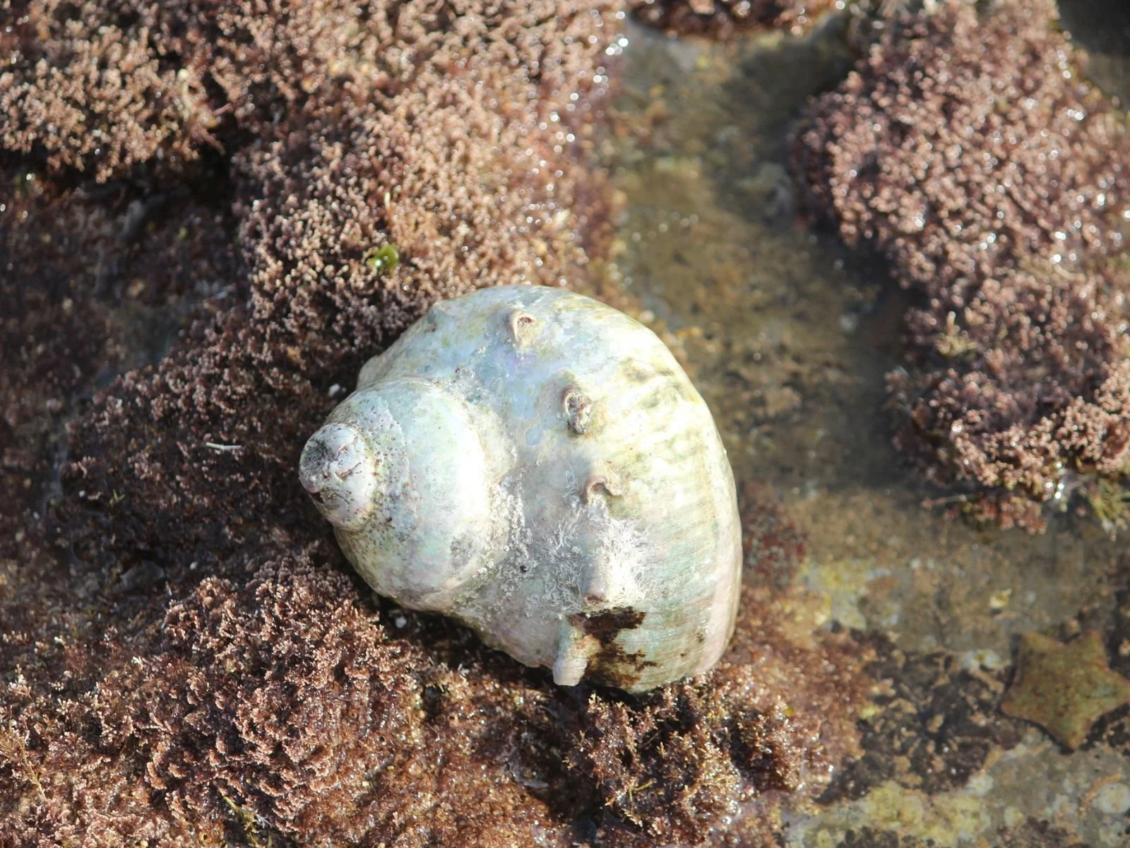 Turban Snails