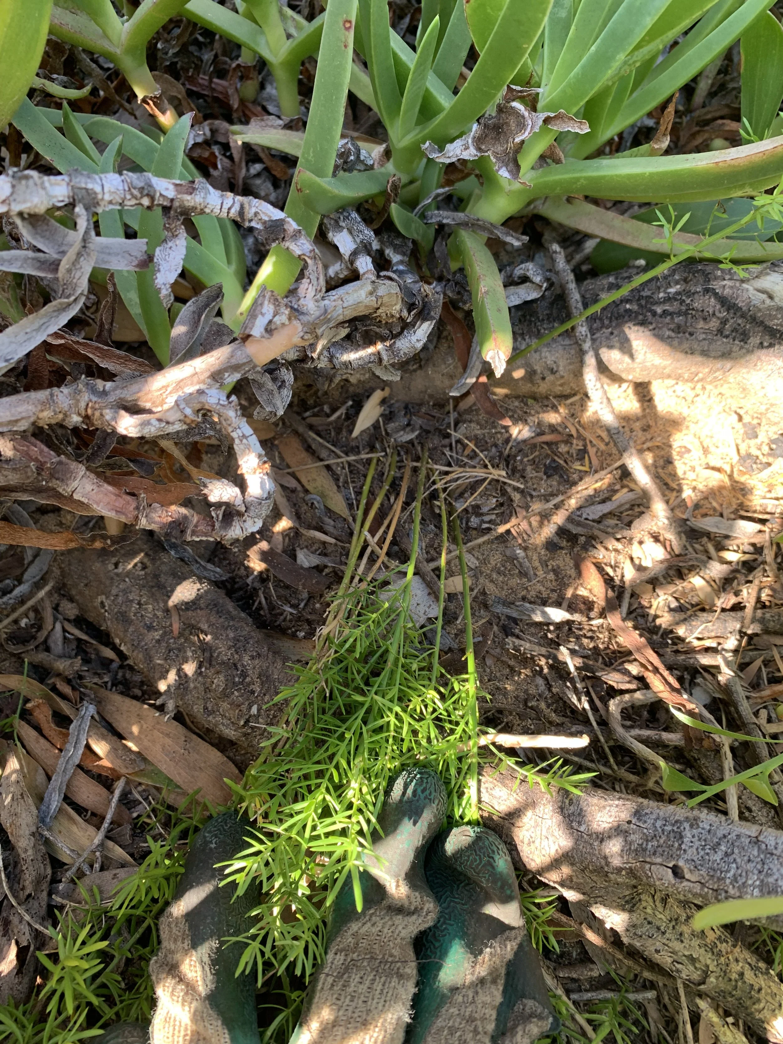 Asparagus fern in ground.jpg