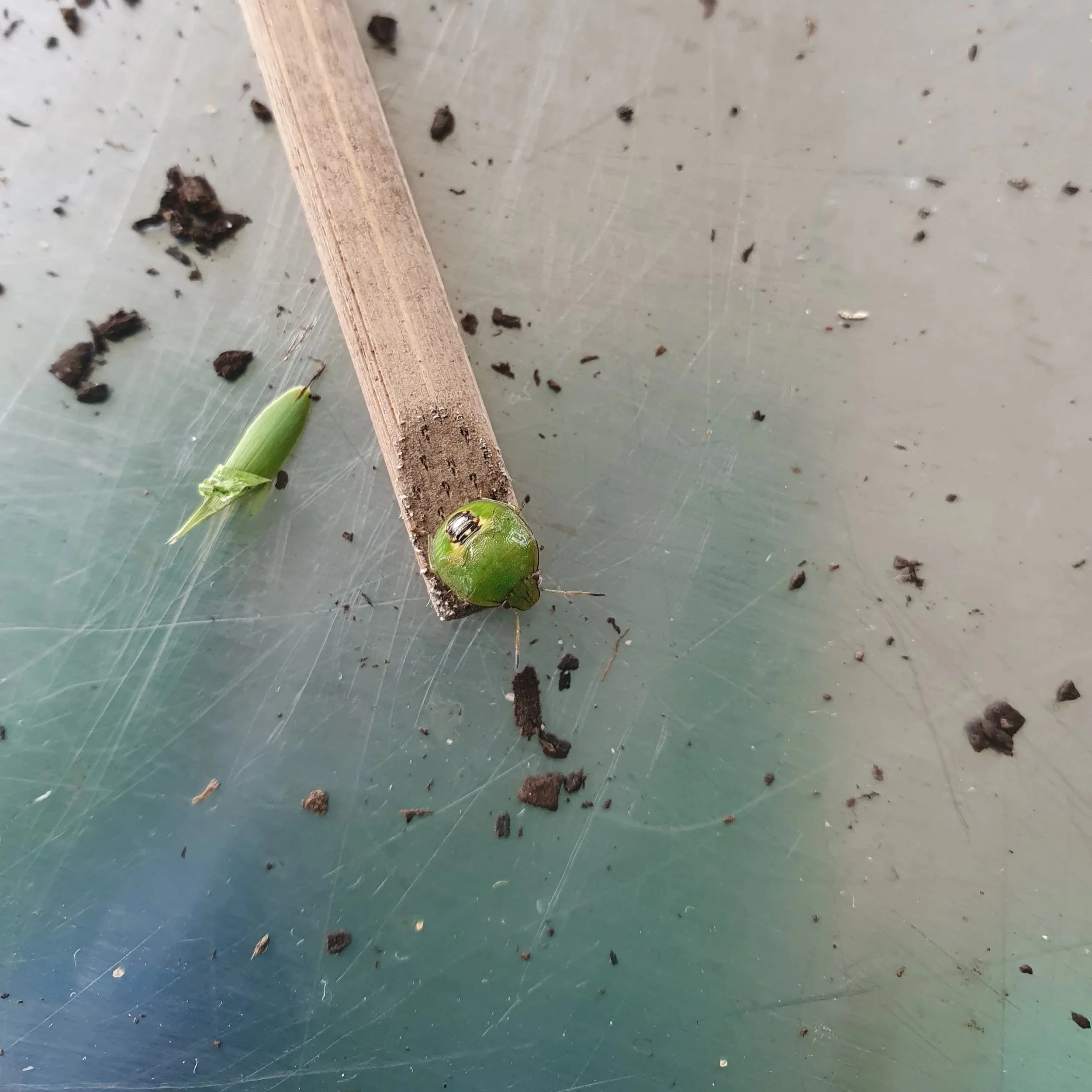 Green Stink Bug
