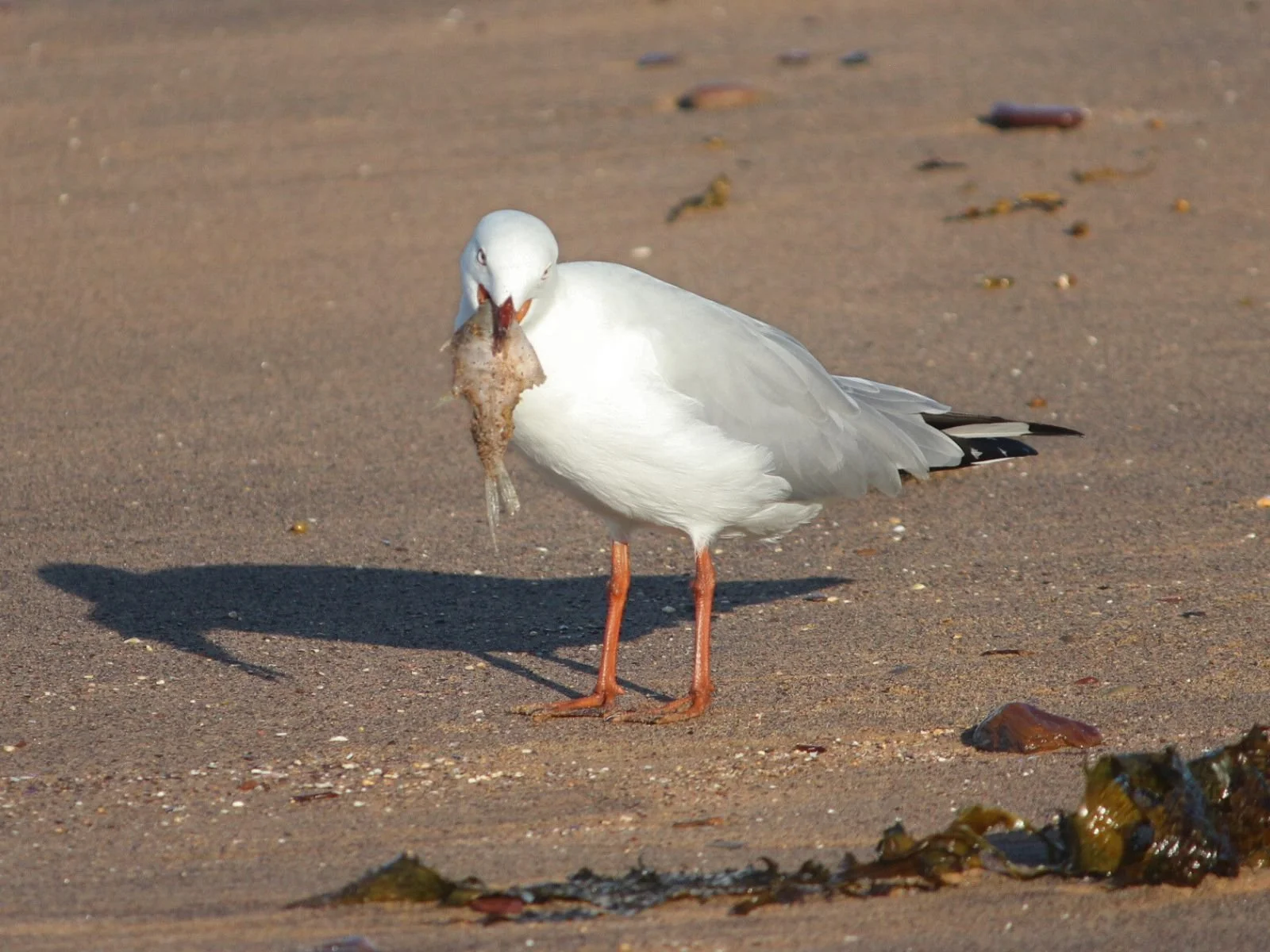 Silver Gull