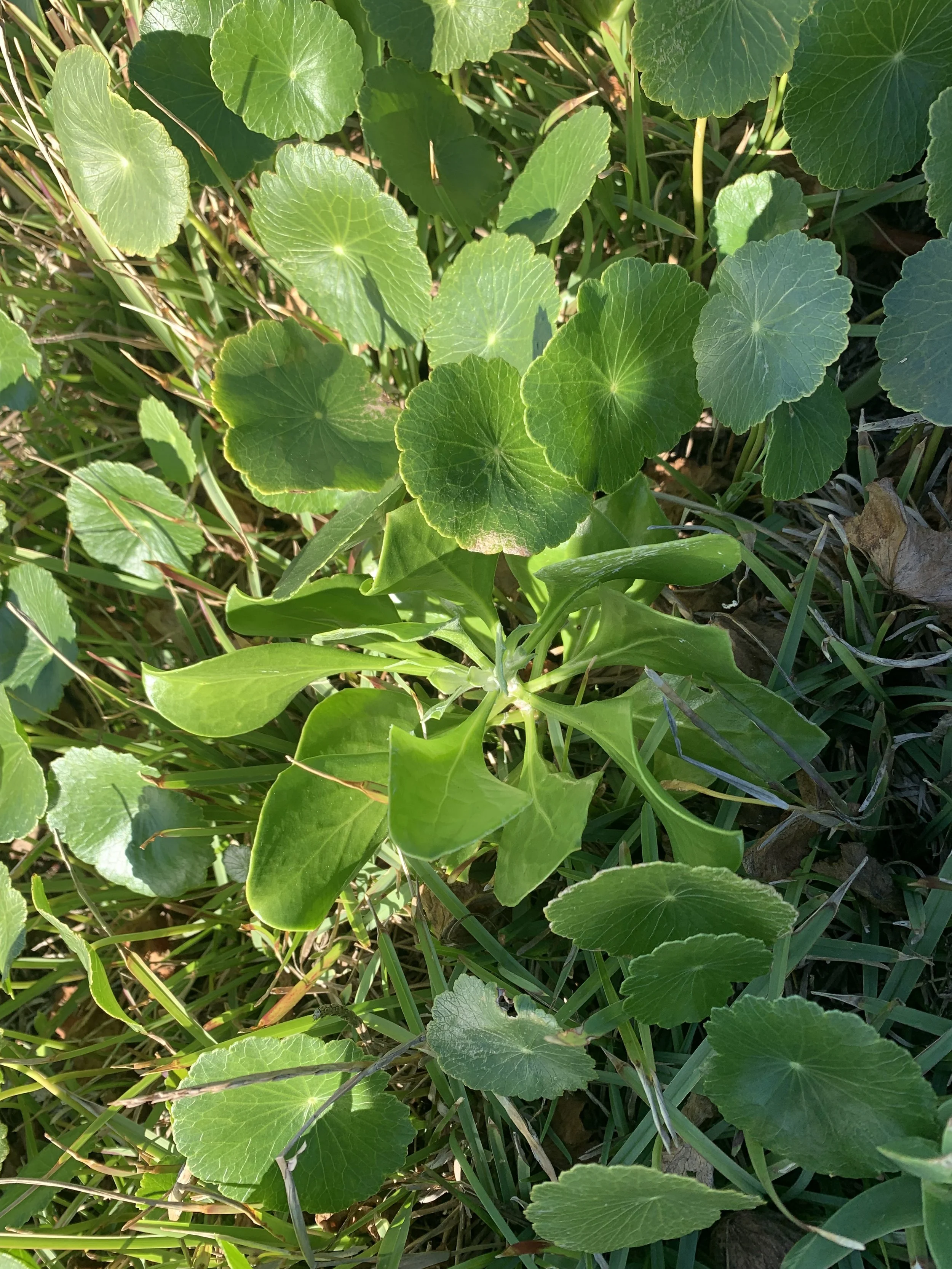 Small-bitou-bush-amongst-Hydrocotyle.jpg