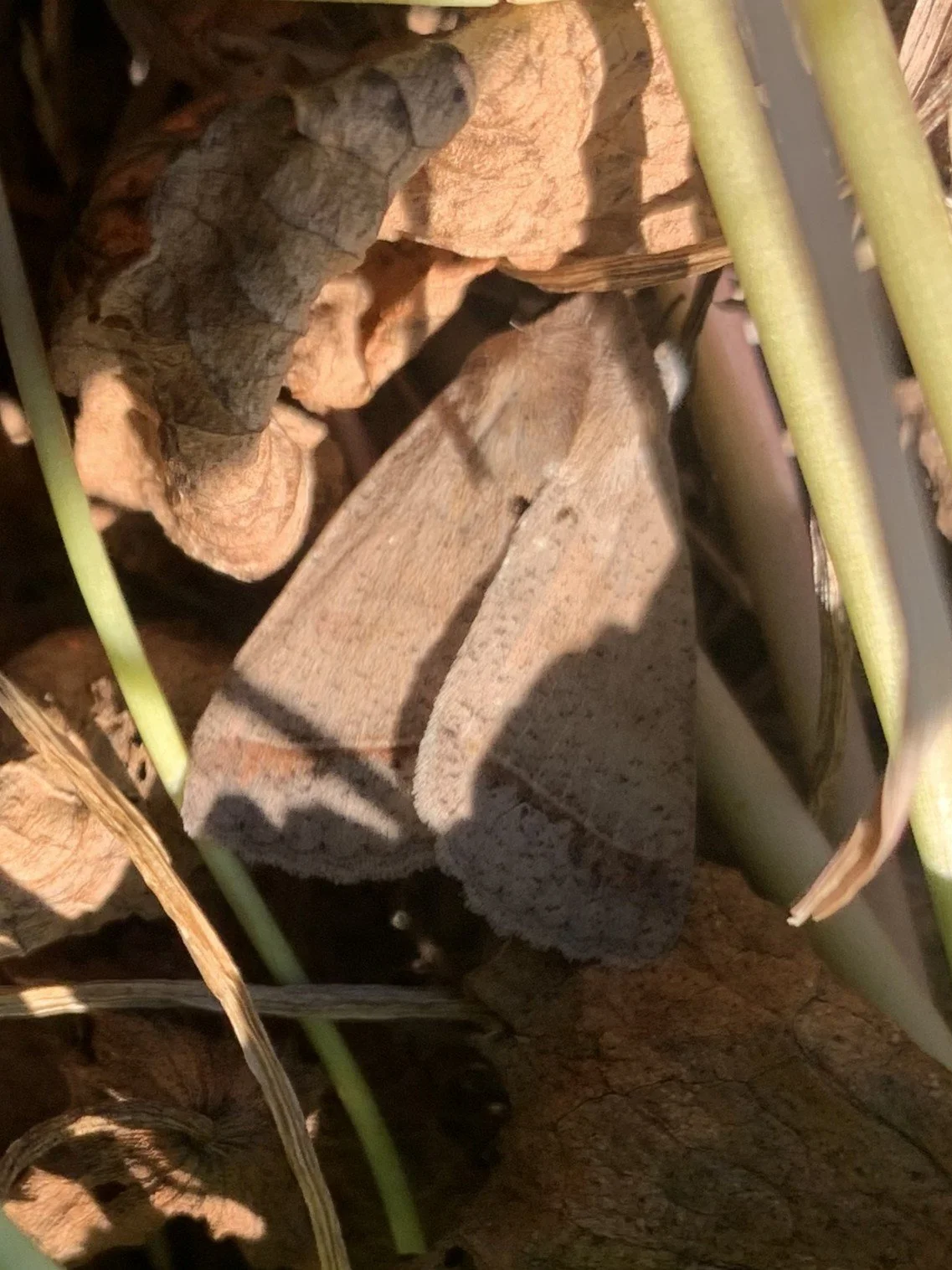 Brown-moth-in-Genus-Pantydia-camouflaged.jpg