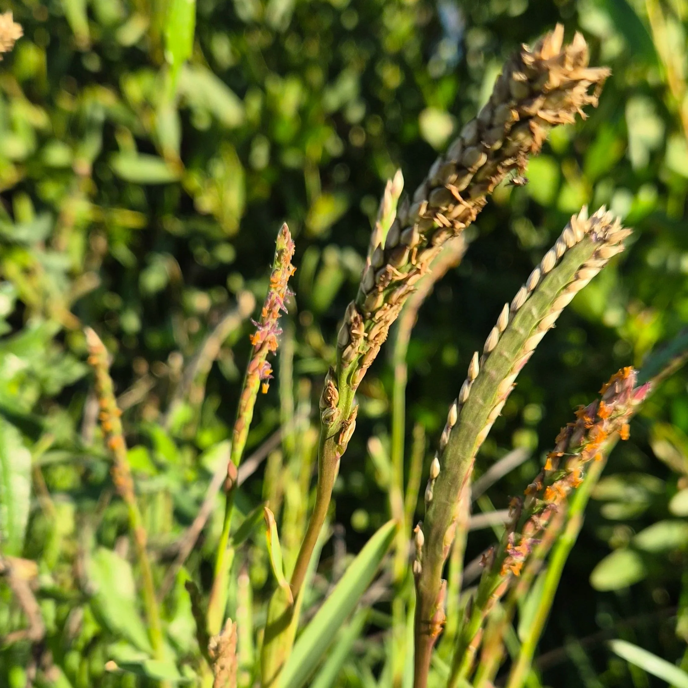 Buffalo Grass