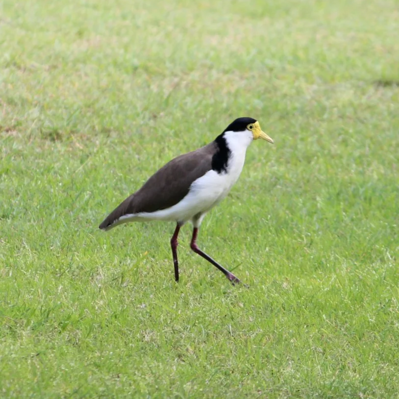 Masked Lapwing