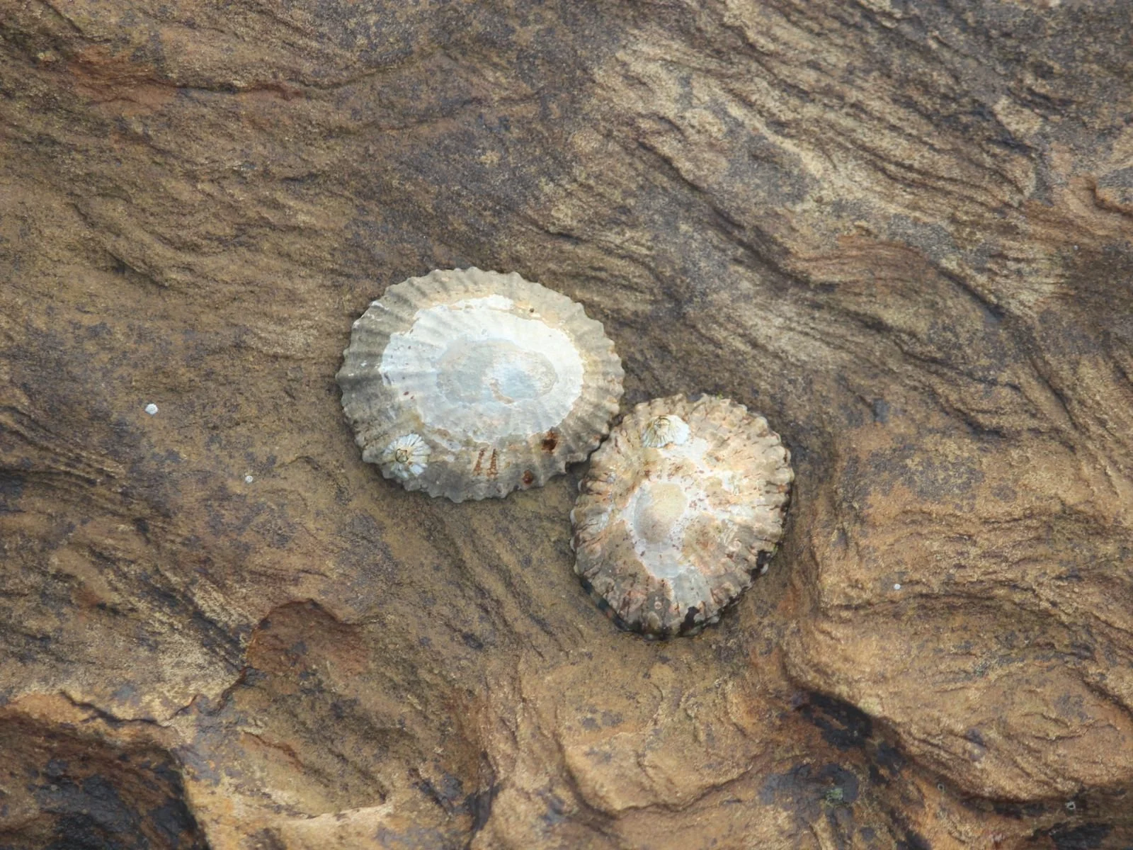 Limpets