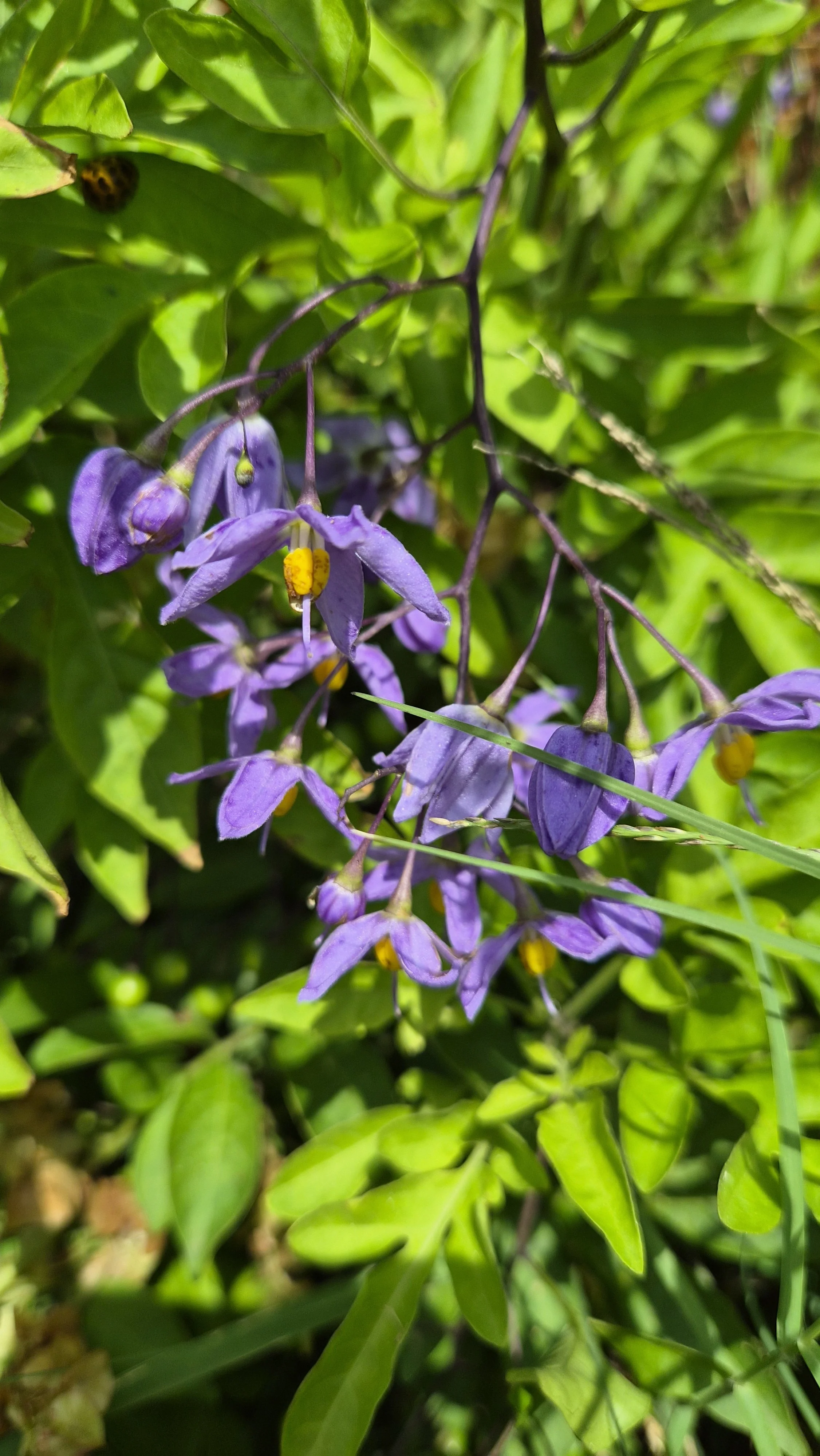 Blue Flax-lily with purple flowers