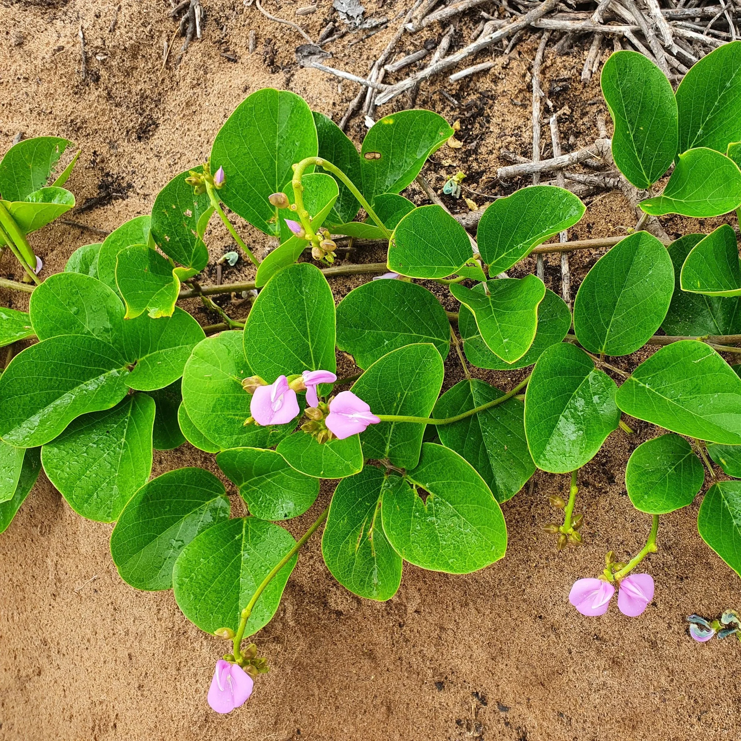 Beach Bean also called Canavalia rosea on top of sand at Long Reef