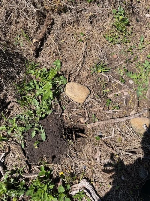 Bandicoot-hole-2.jpg