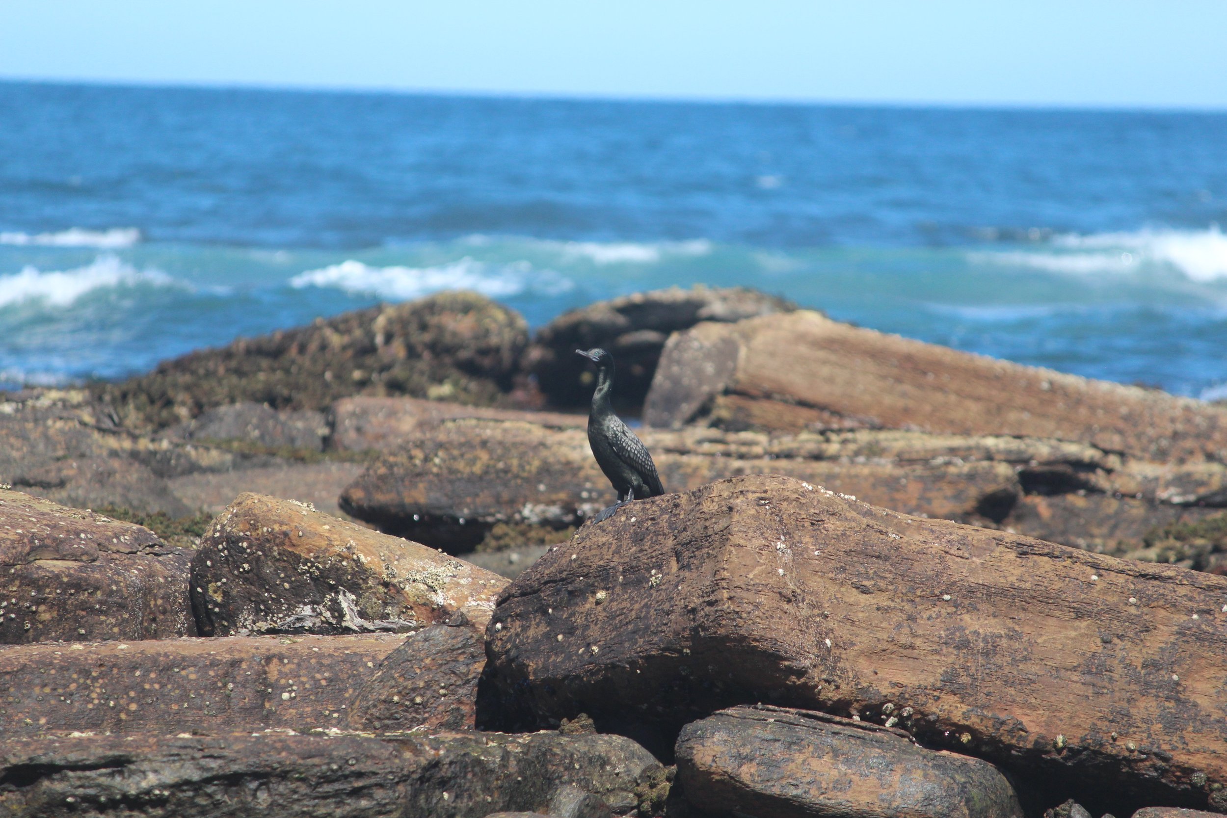 Little Black Cormorant