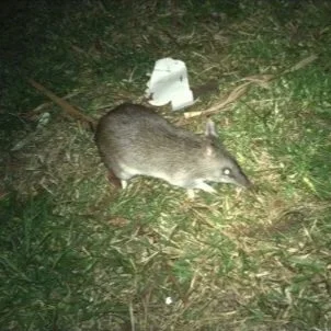 Long-nosed Bandicoot