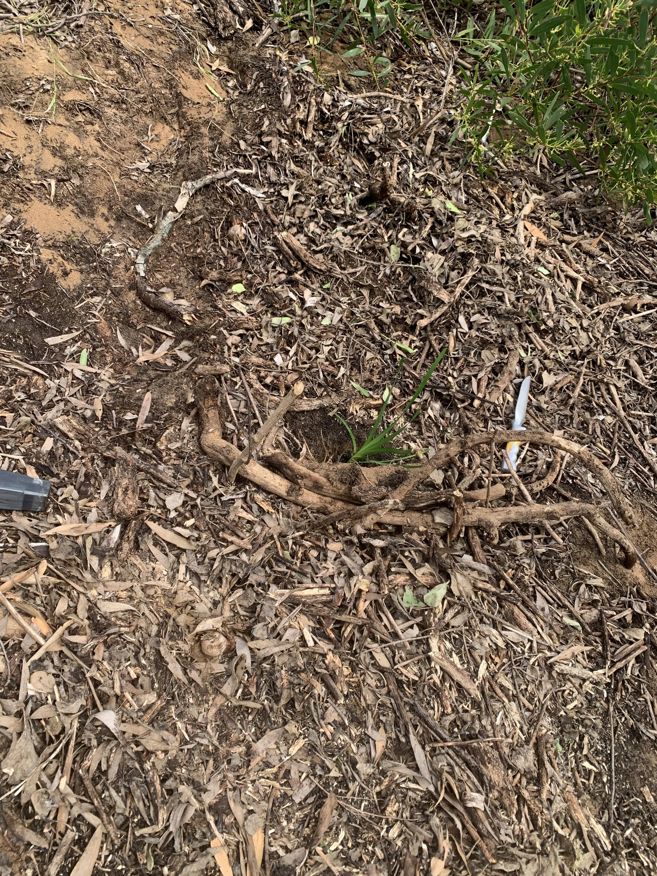 Planted-lomandra-tube-stock.jpg