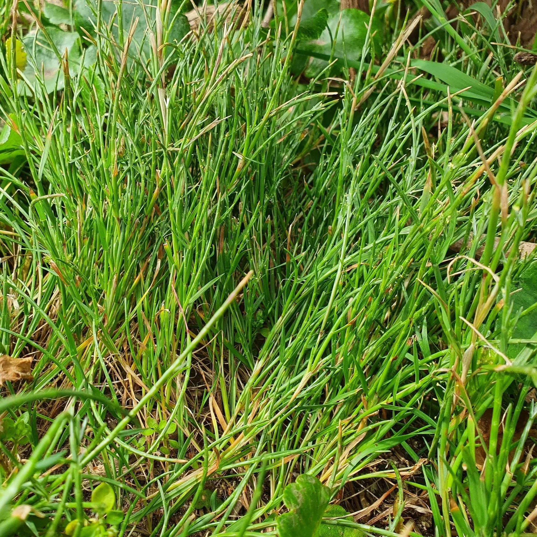 Barbed Grass (Coast Barb-grass)