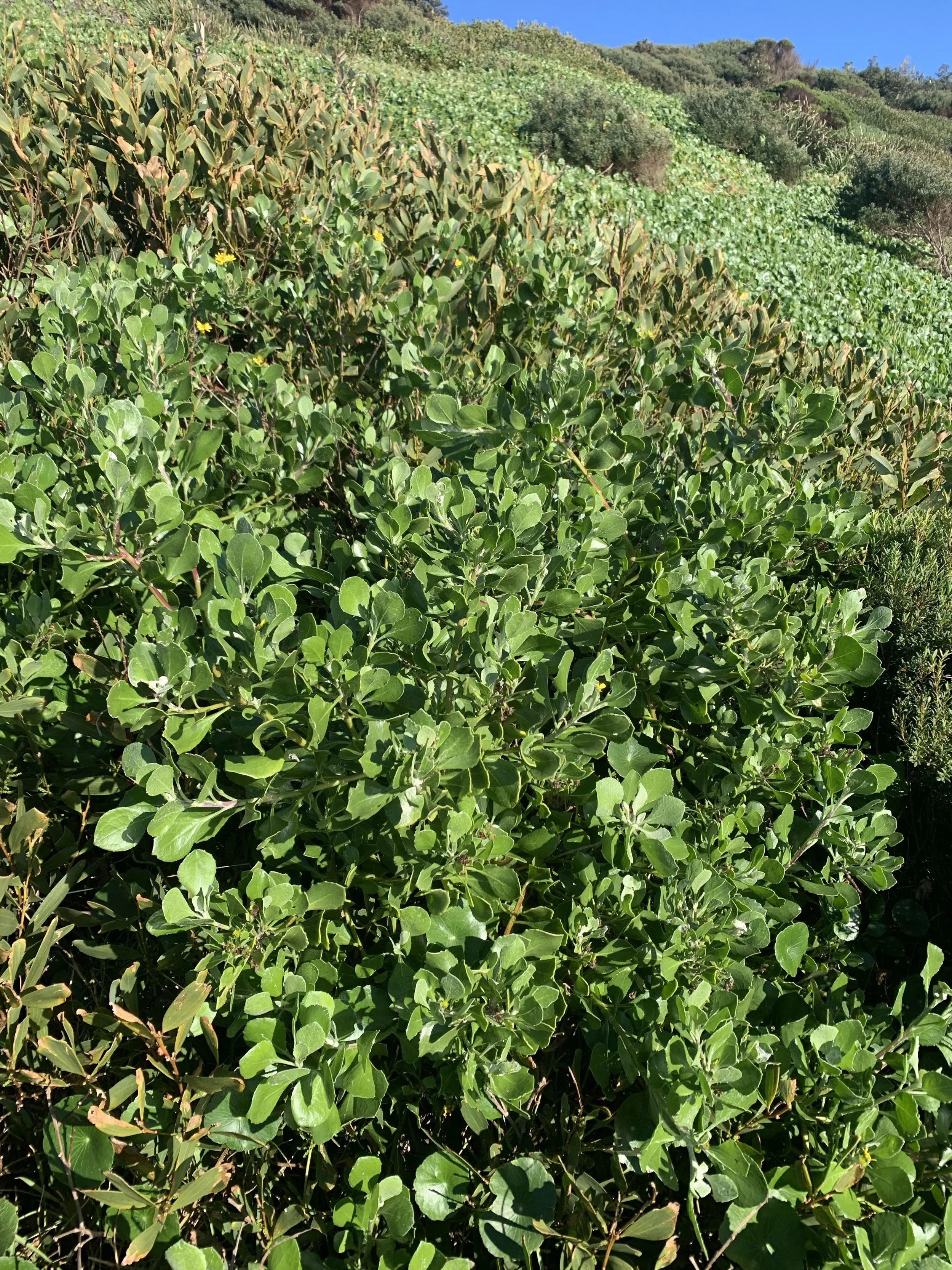 Large-bitou-bush.jpg