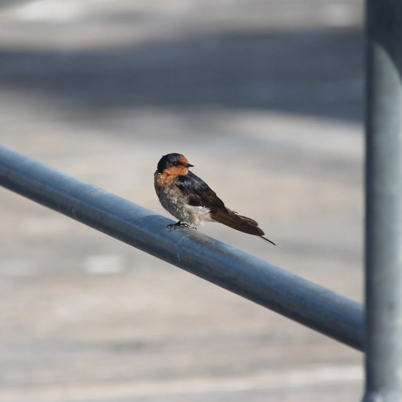 Welcome Swallow