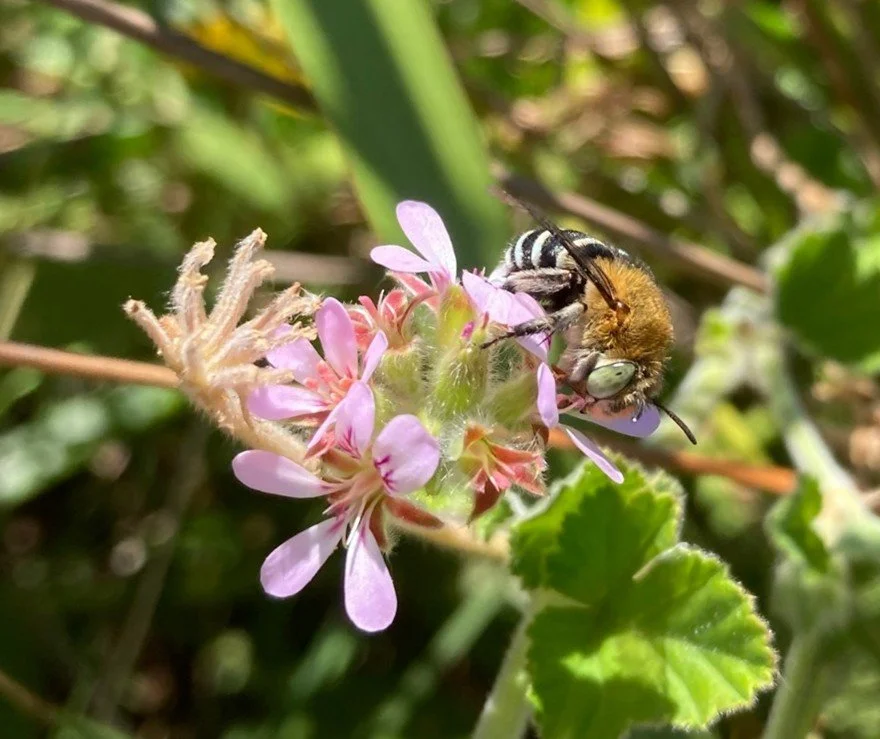 Blue-banded Bee