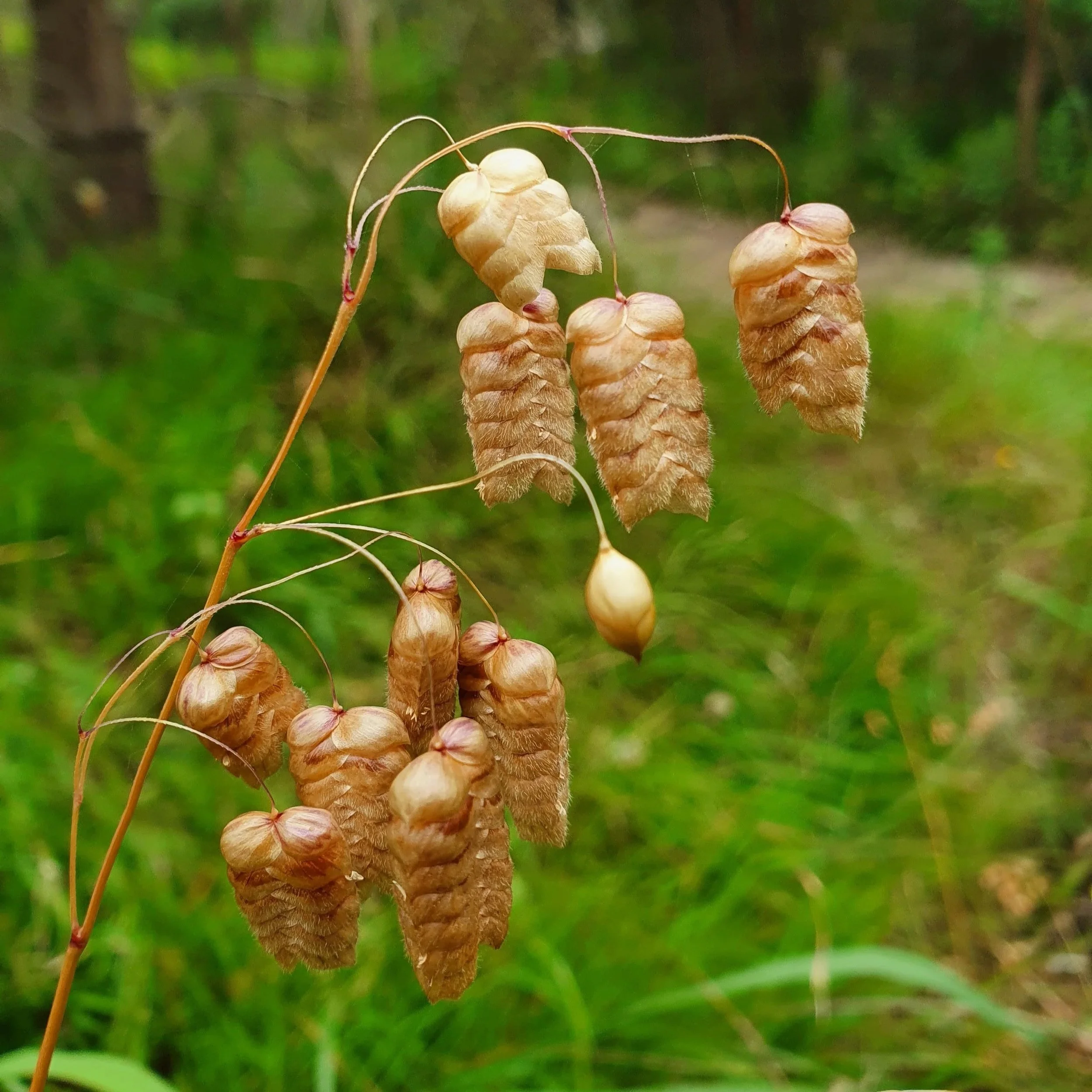 Quaking Grass