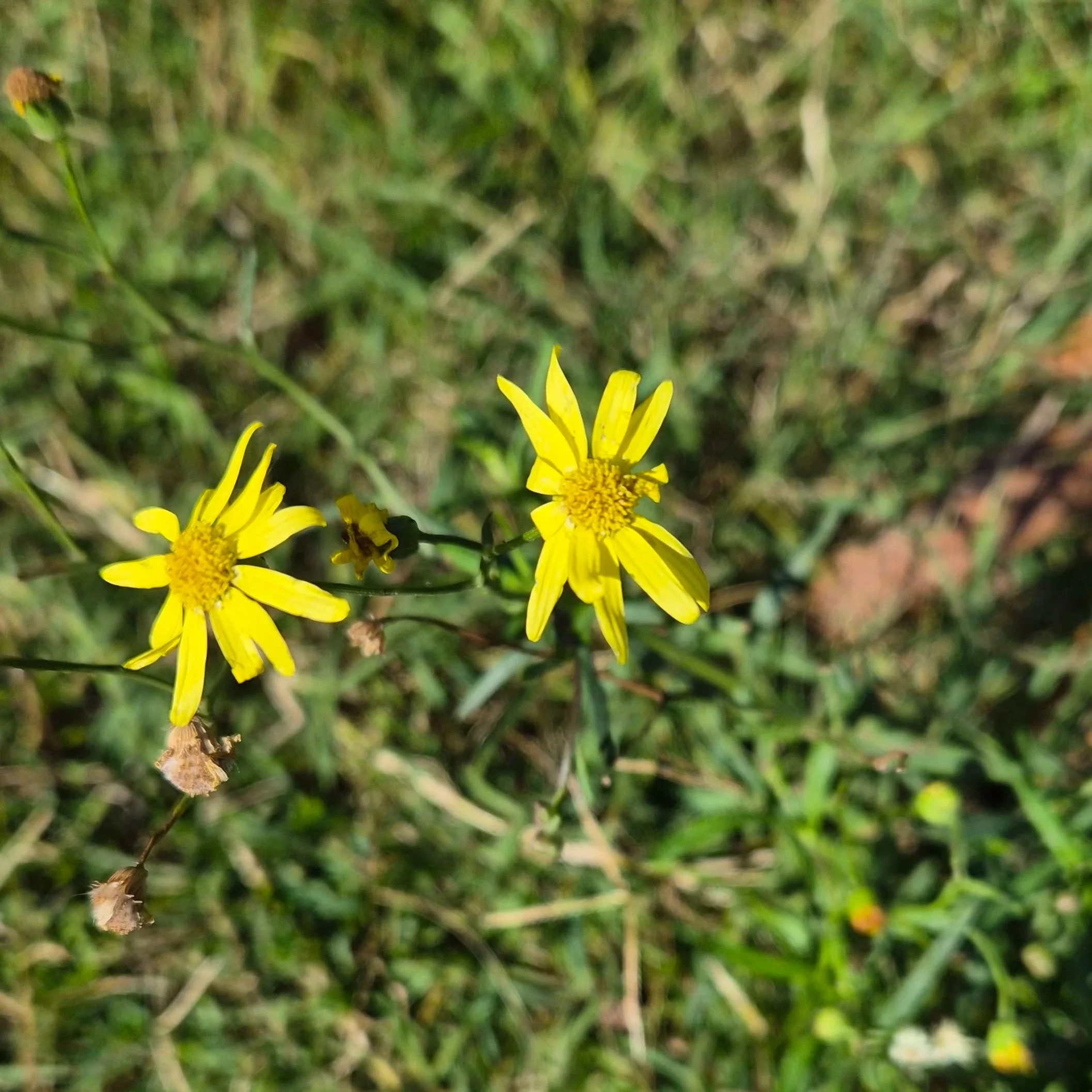 African Fire Weed
