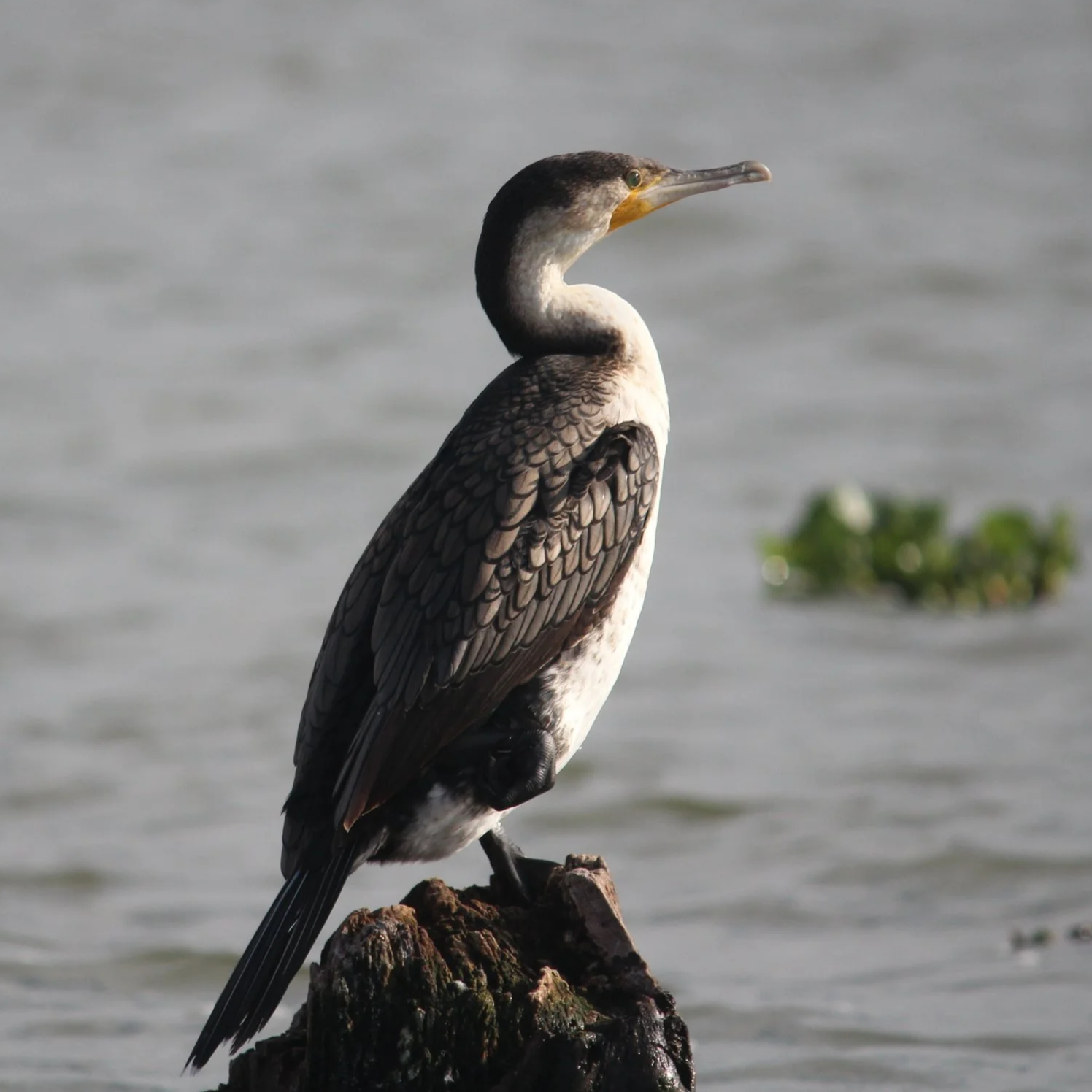 Great Cormorant standing on sunken log