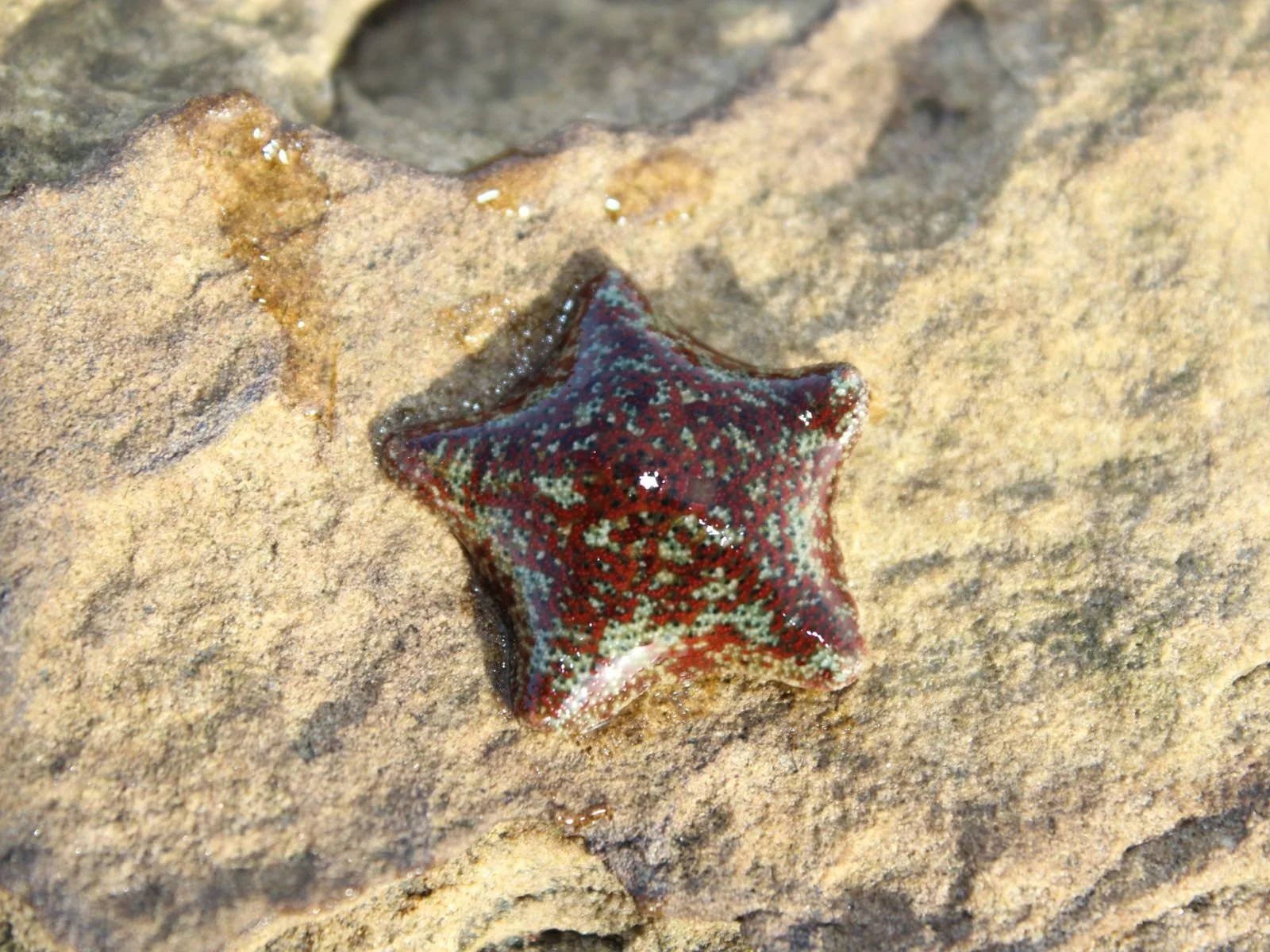 Sea Star