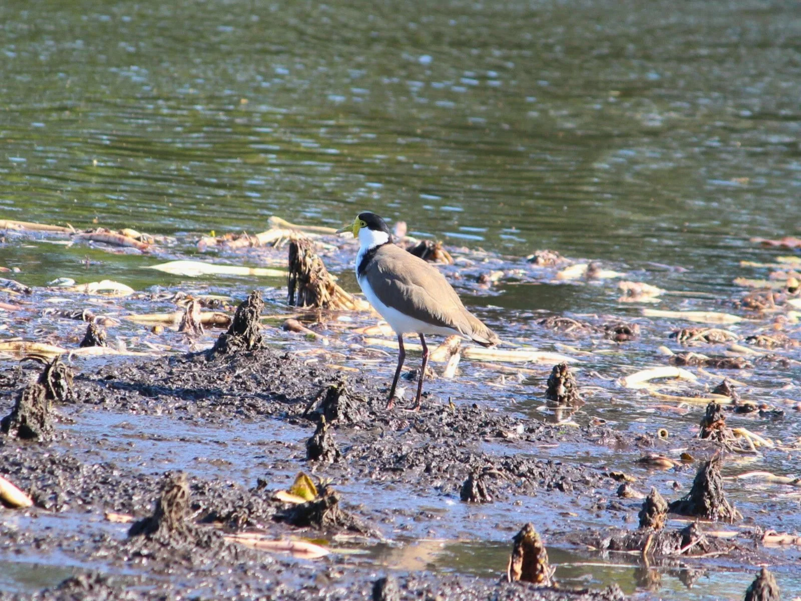 Masked Lapwing