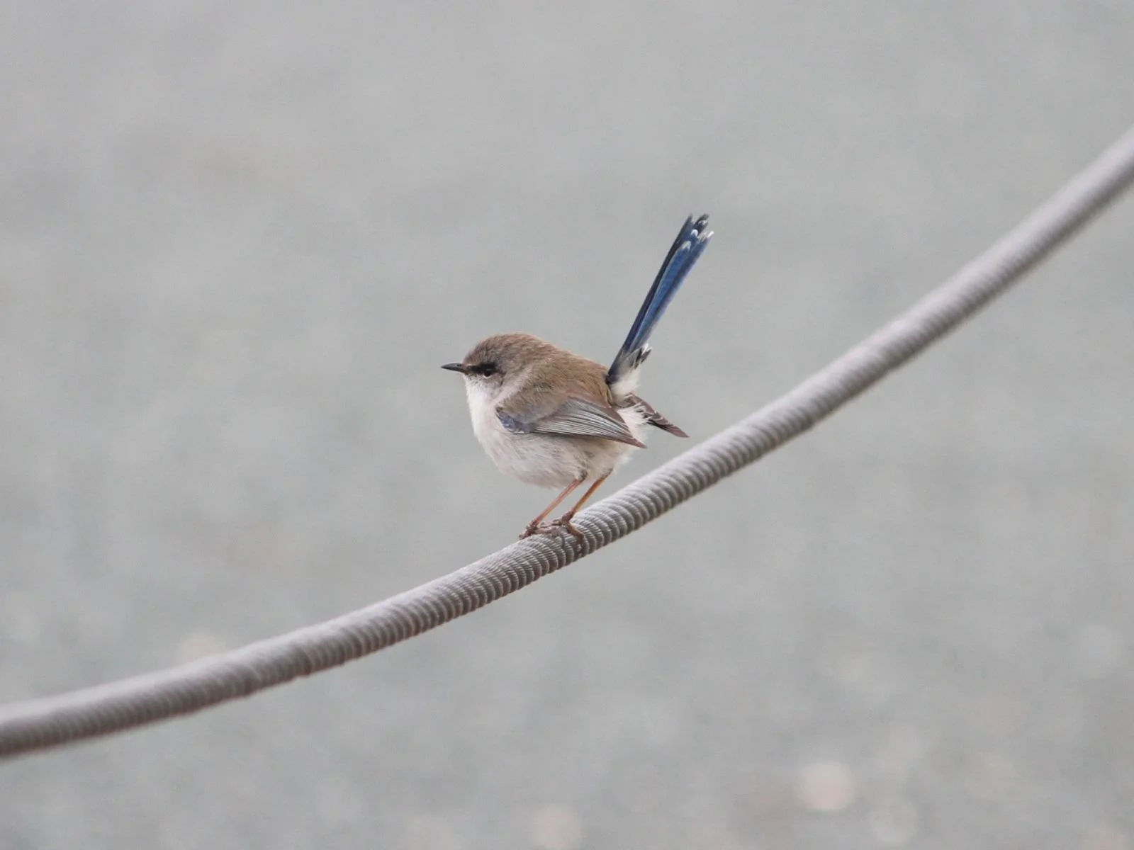 Superb Fairy-wren