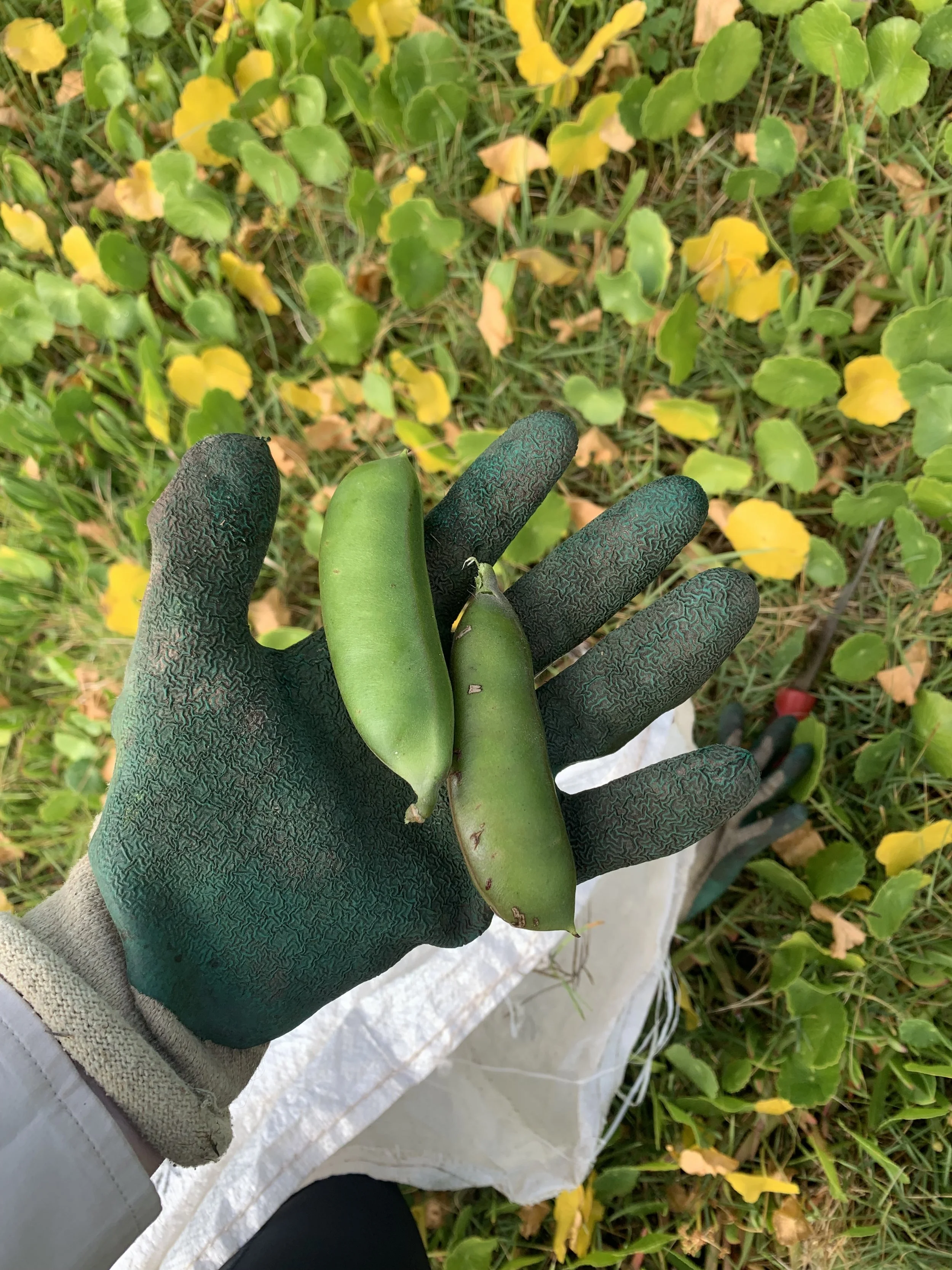 Canavalia-bean-pods.jpg