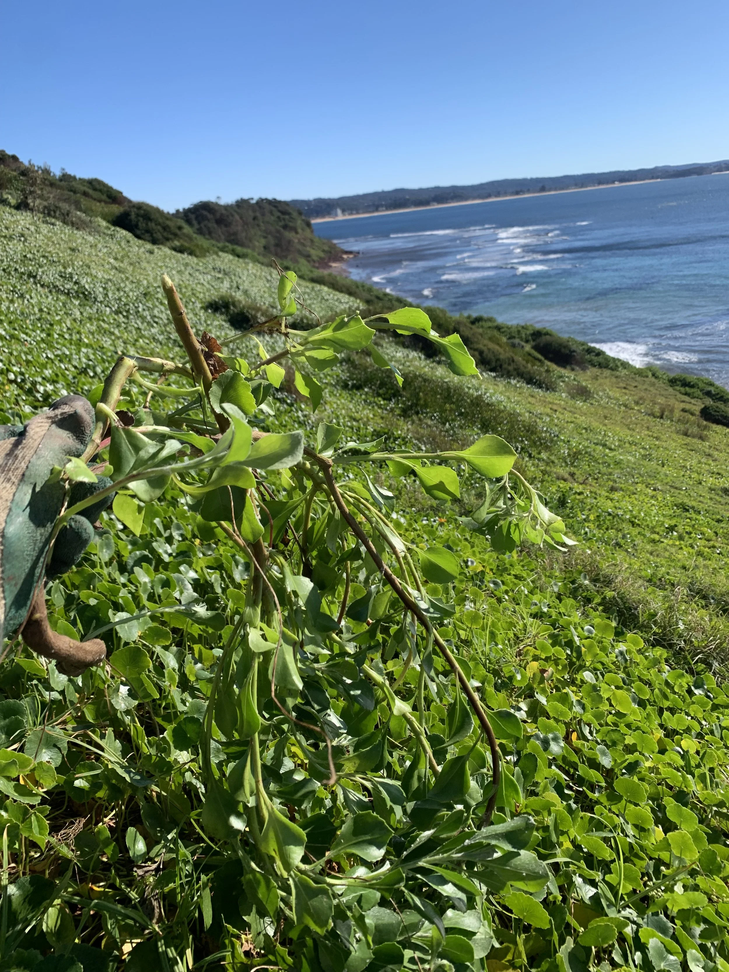 Misima-holding-bitou-bush.jpg