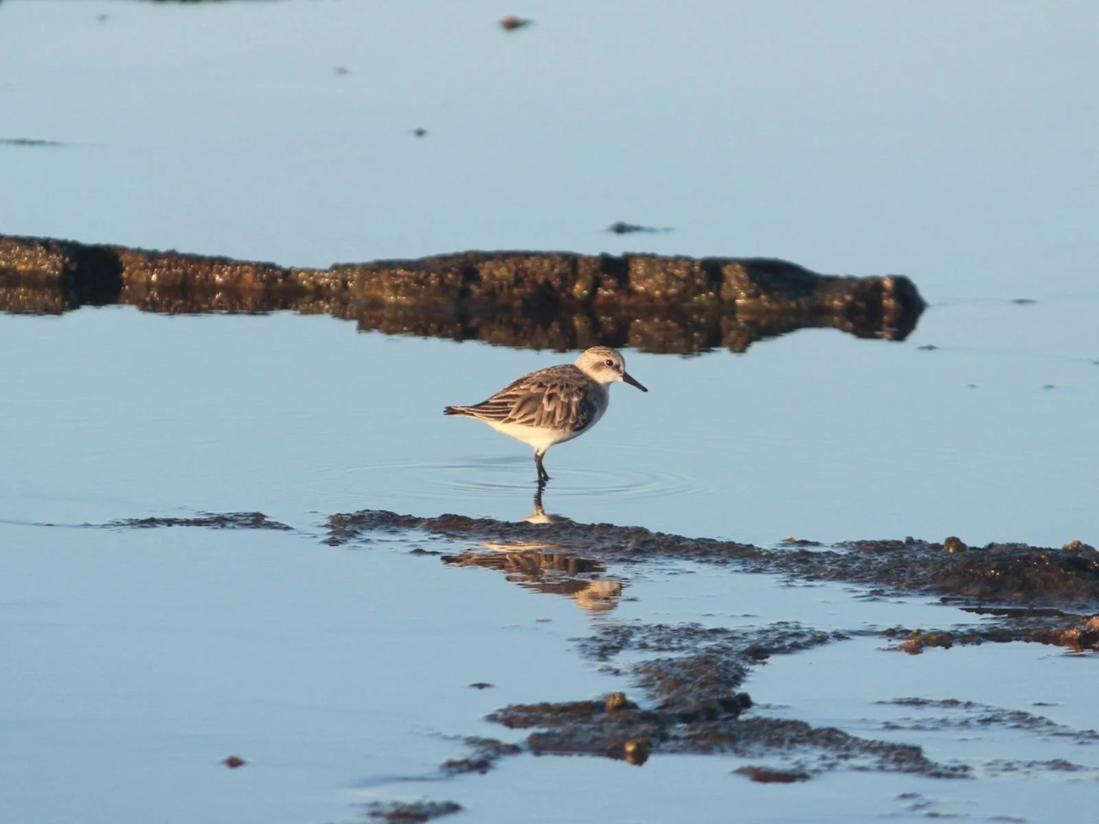 Red-necked Stint