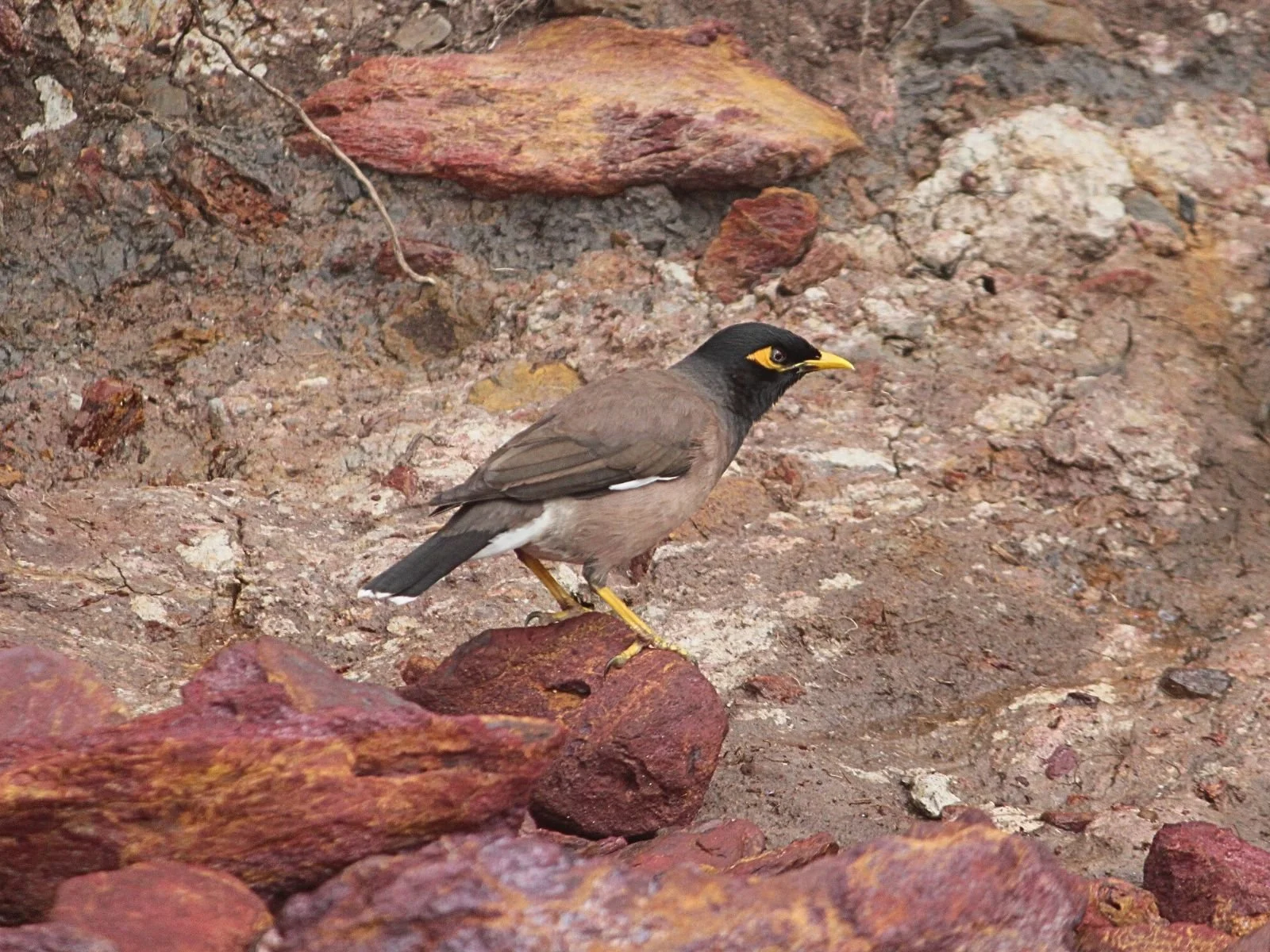 Common Myna