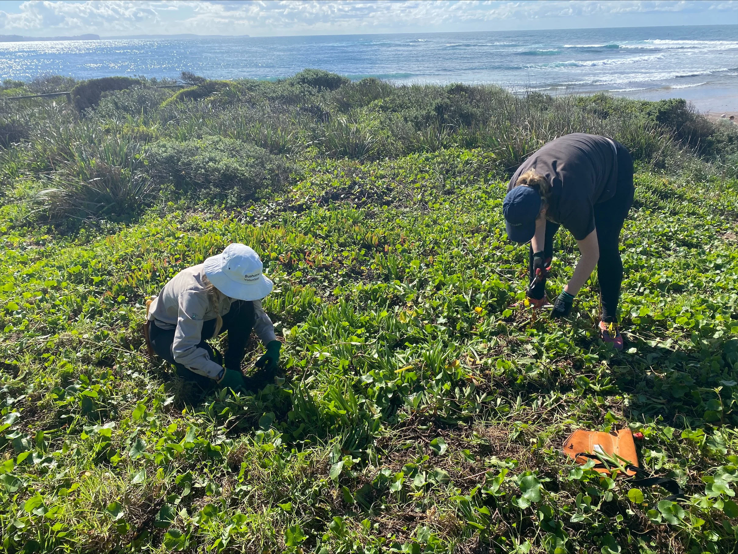 reefcare-longreef-volunteers-misima-and-denise-removing-pigsface-may-2025.jpeg